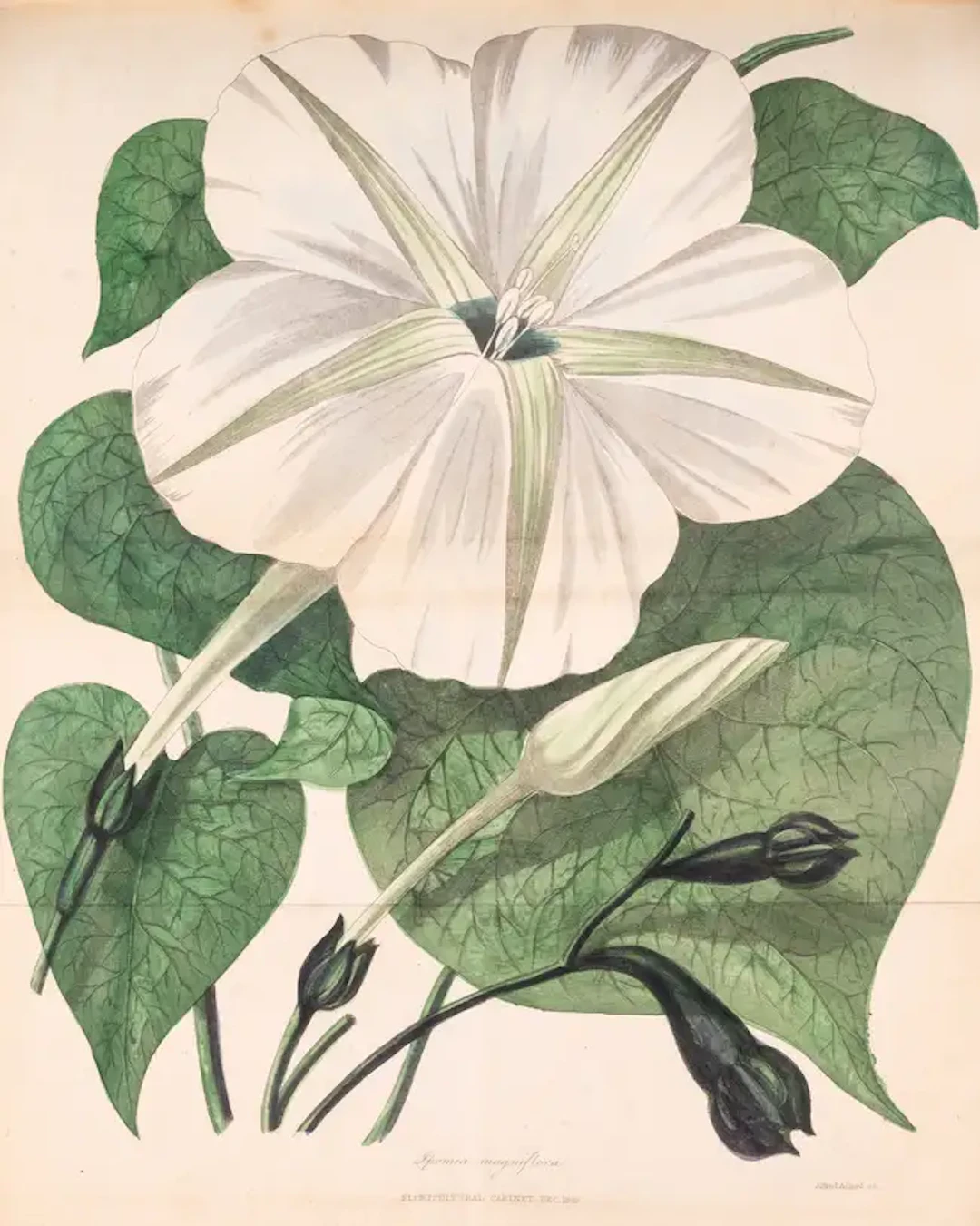 Botany.- Harrison (Joseph, editor) The Floricultural Cabinet and Florist's