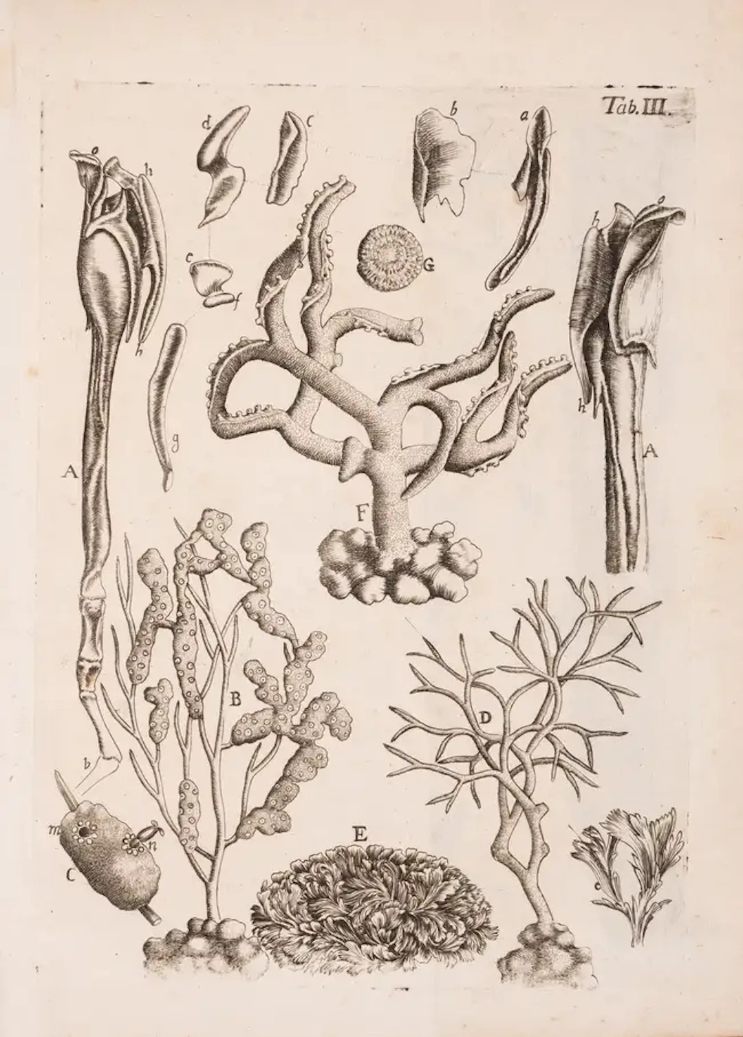 Marine Life.- Battarra (Giovanni Antonio) Epistola selectas de re