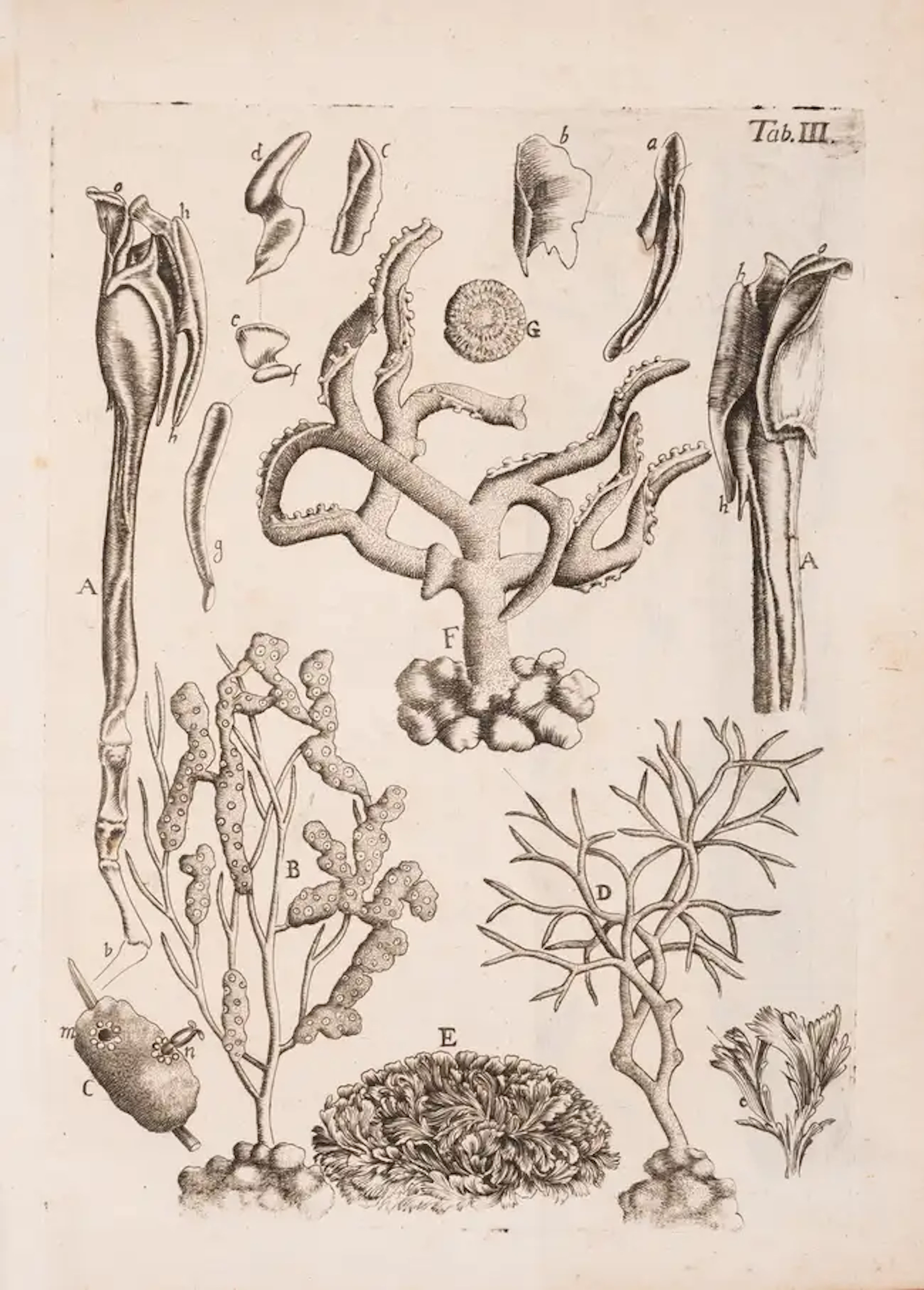 Marine Life.- Battarra (Giovanni Antonio) Epistola selectas de re