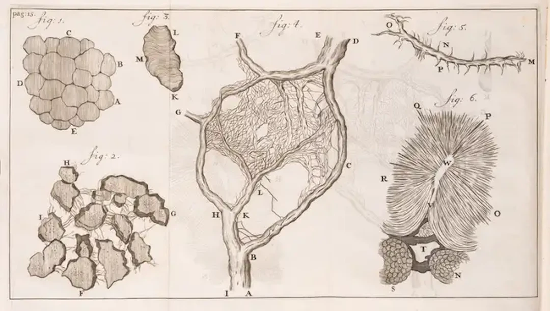 Microscopy.- Leeuwenhoek (Antony van) Send-Brieven, Zoo aan de Hoog