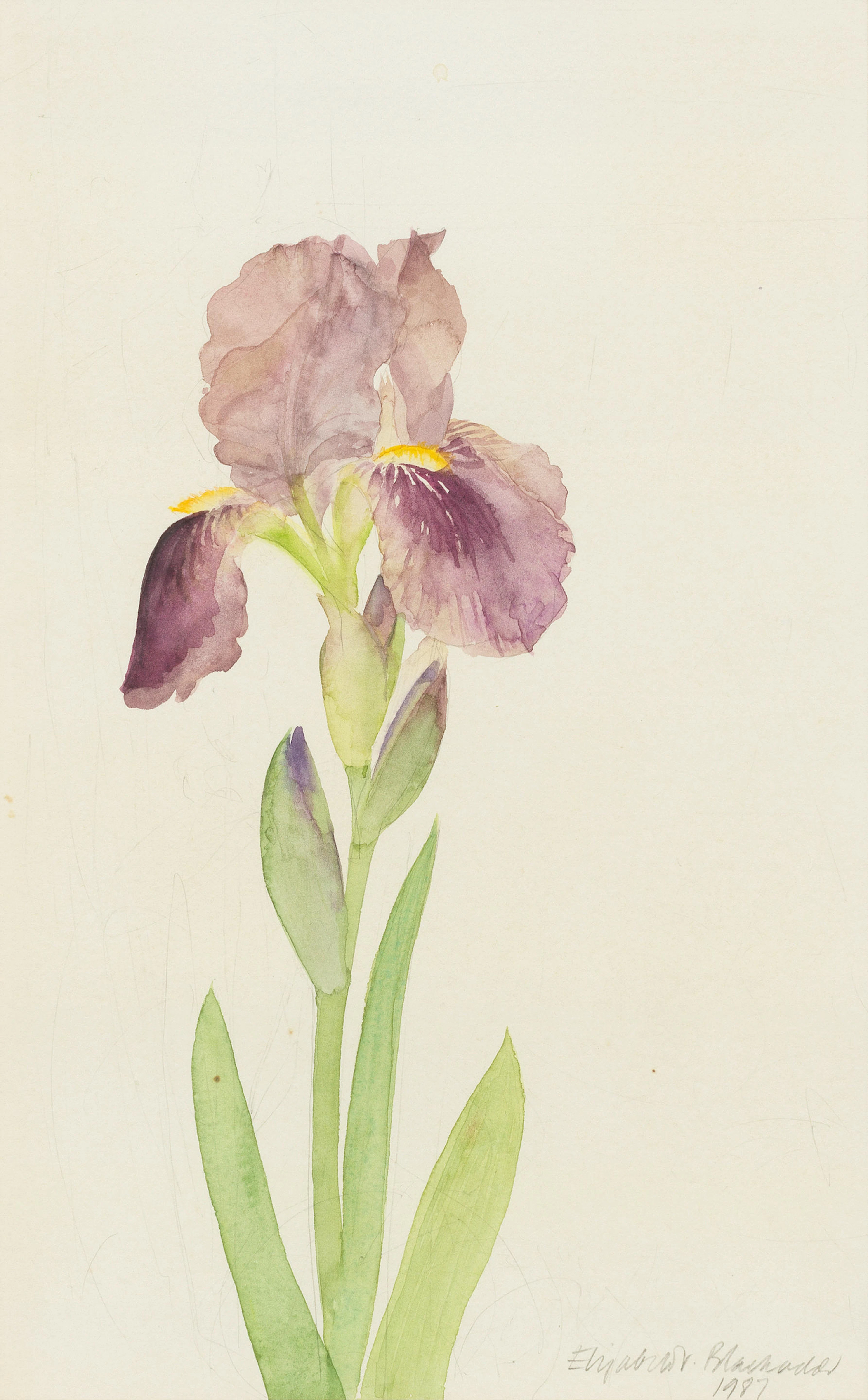 Dame Elizabeth Blackadder O.B.E., R.A., R.S.A., R.S.W., R.W.A.(Hon)