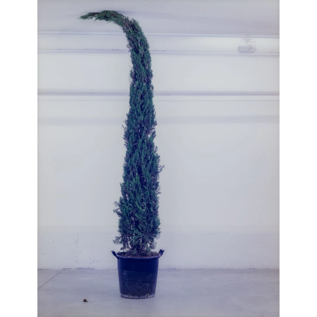 FRANCESCO GENNARI (1973-) Vetro 2001 fotografia su dibond cm 160x120