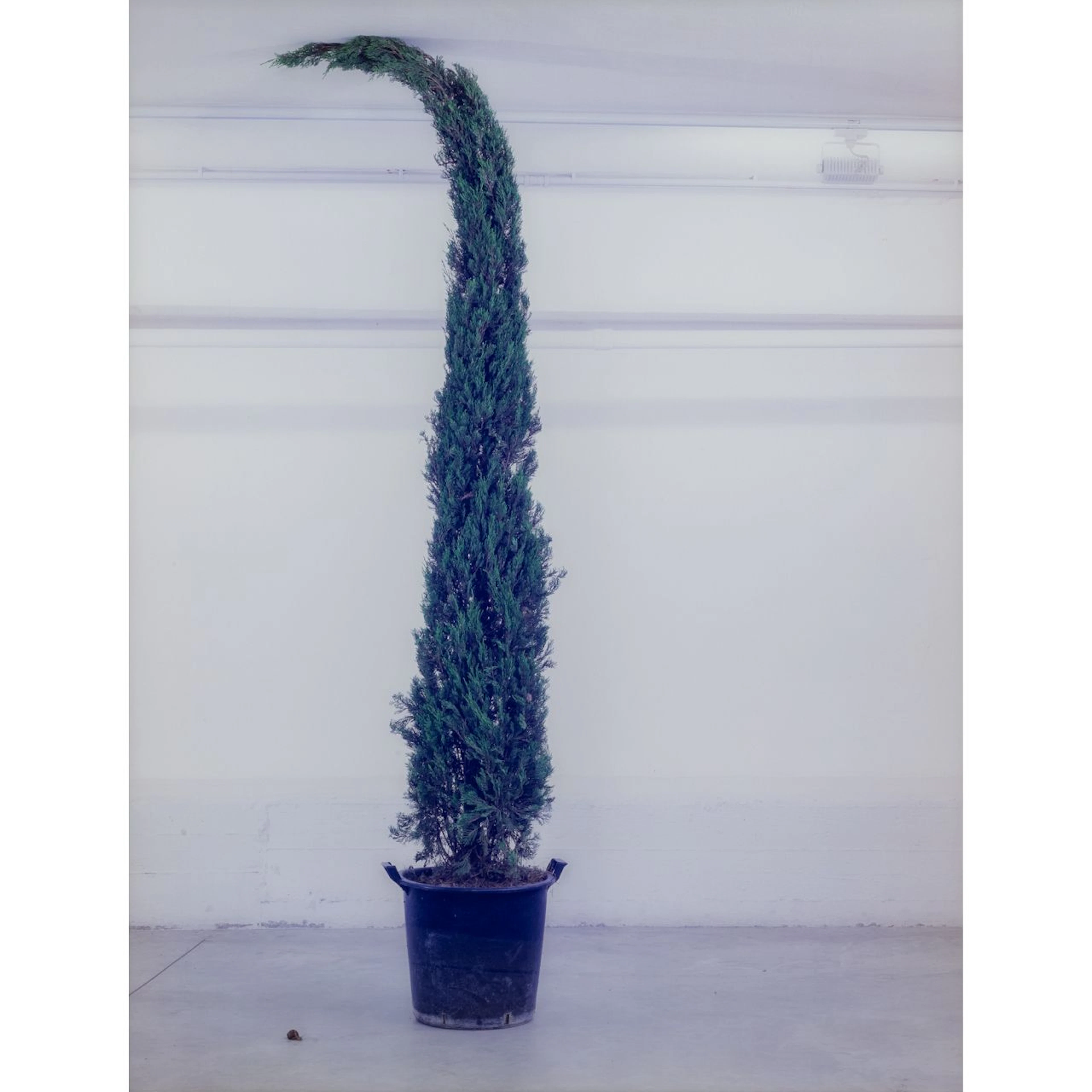 FRANCESCO GENNARI (1973-) Vetro 2001 fotografia su dibond cm 160x120