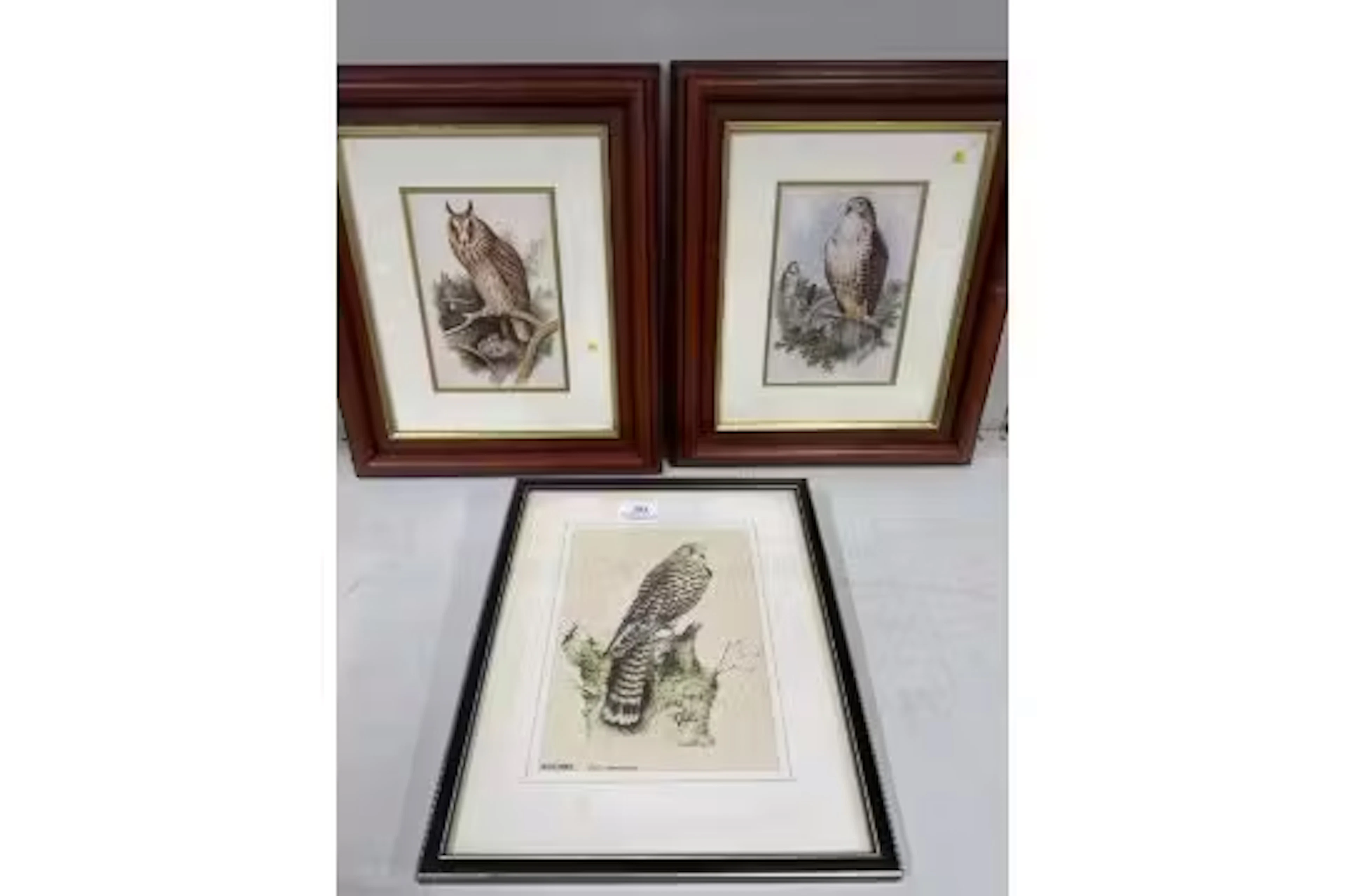 3 x framed prints of birds of prey