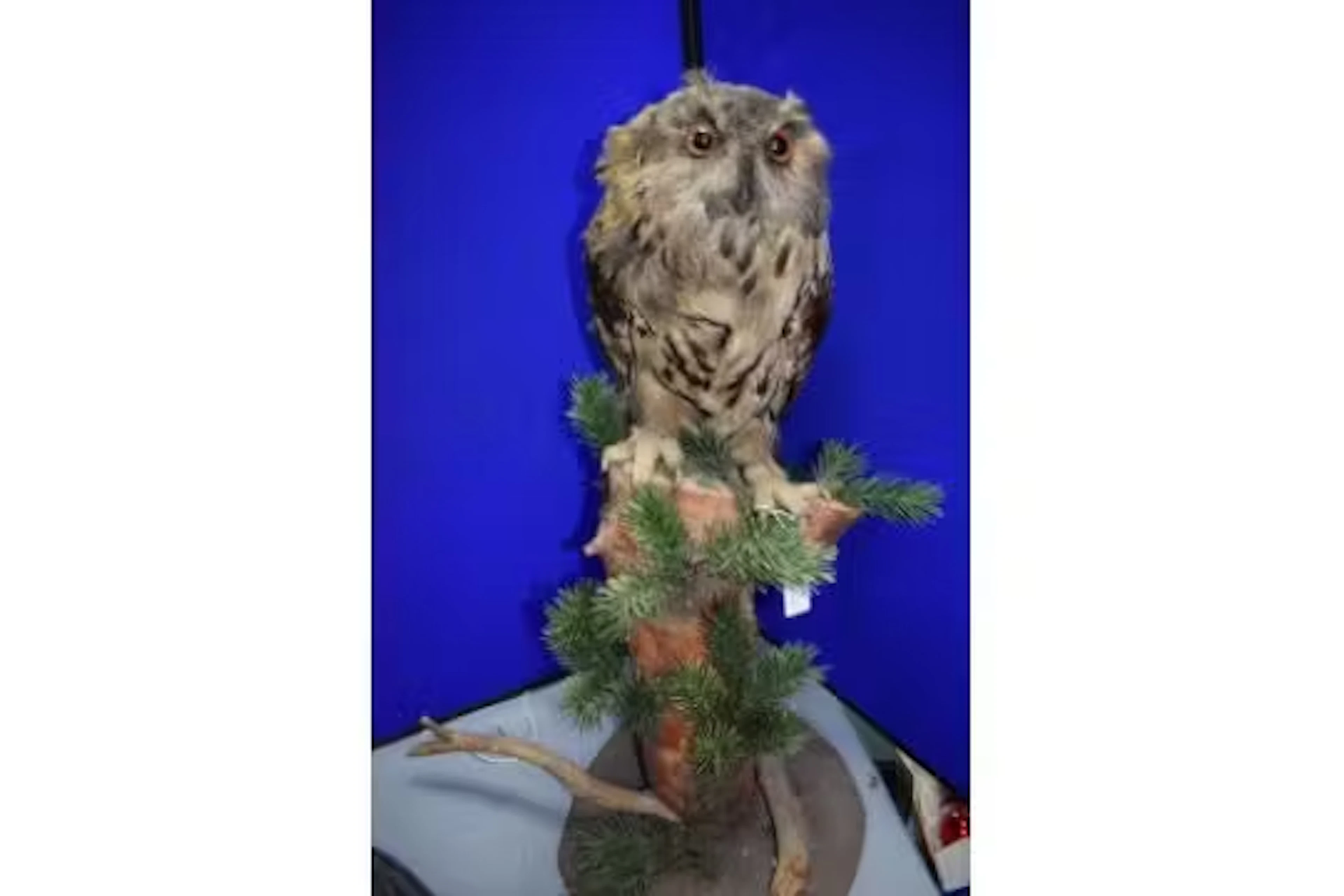 Taxidermy Study of Eagle Owl