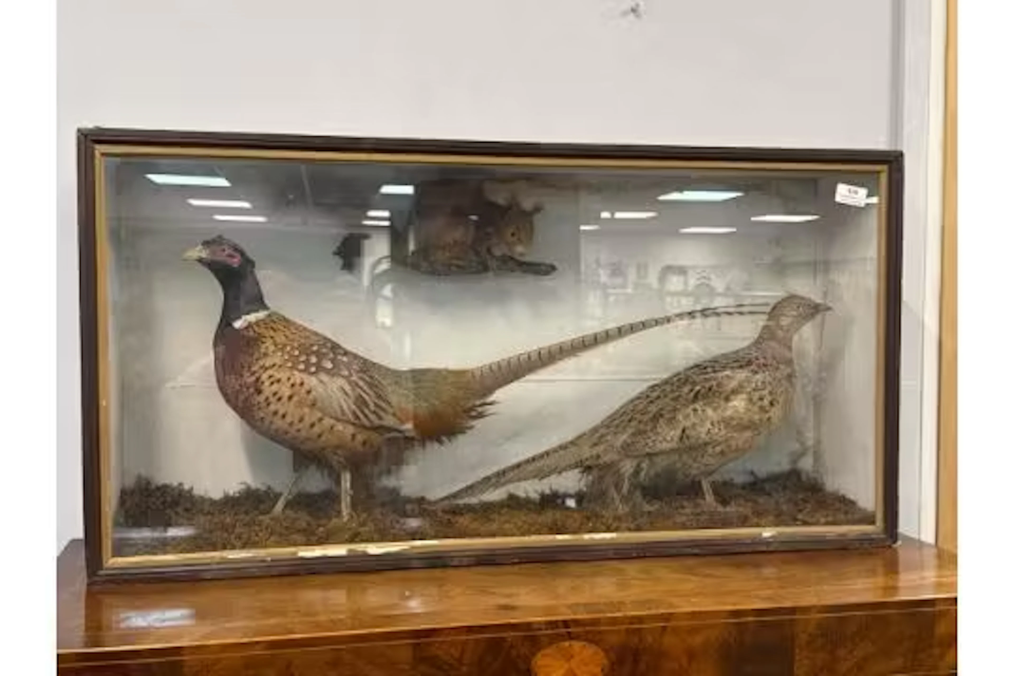 Taxidermy Display Case with Common Pheasant Pair and Red Squirrel