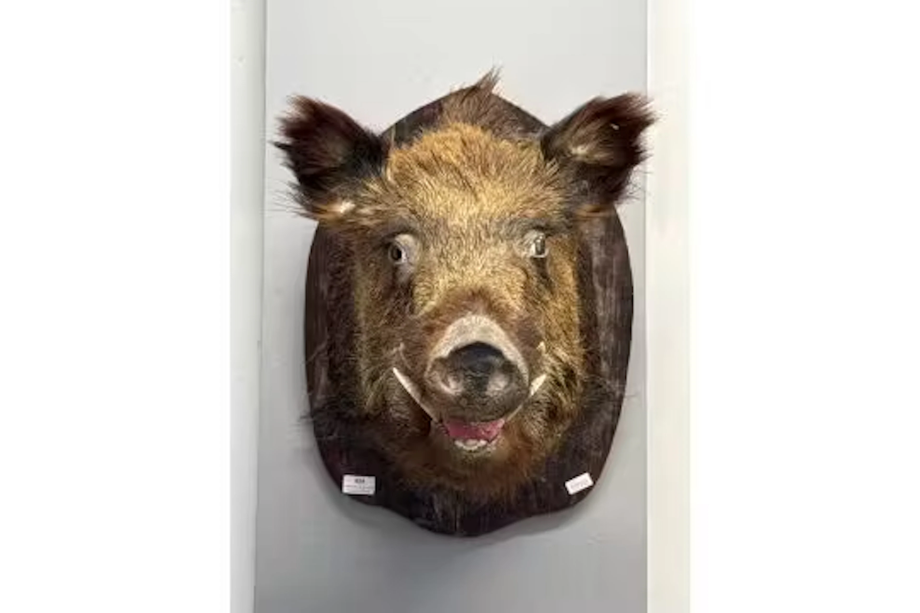 Boars Head Taxidermy on Wooden Mount