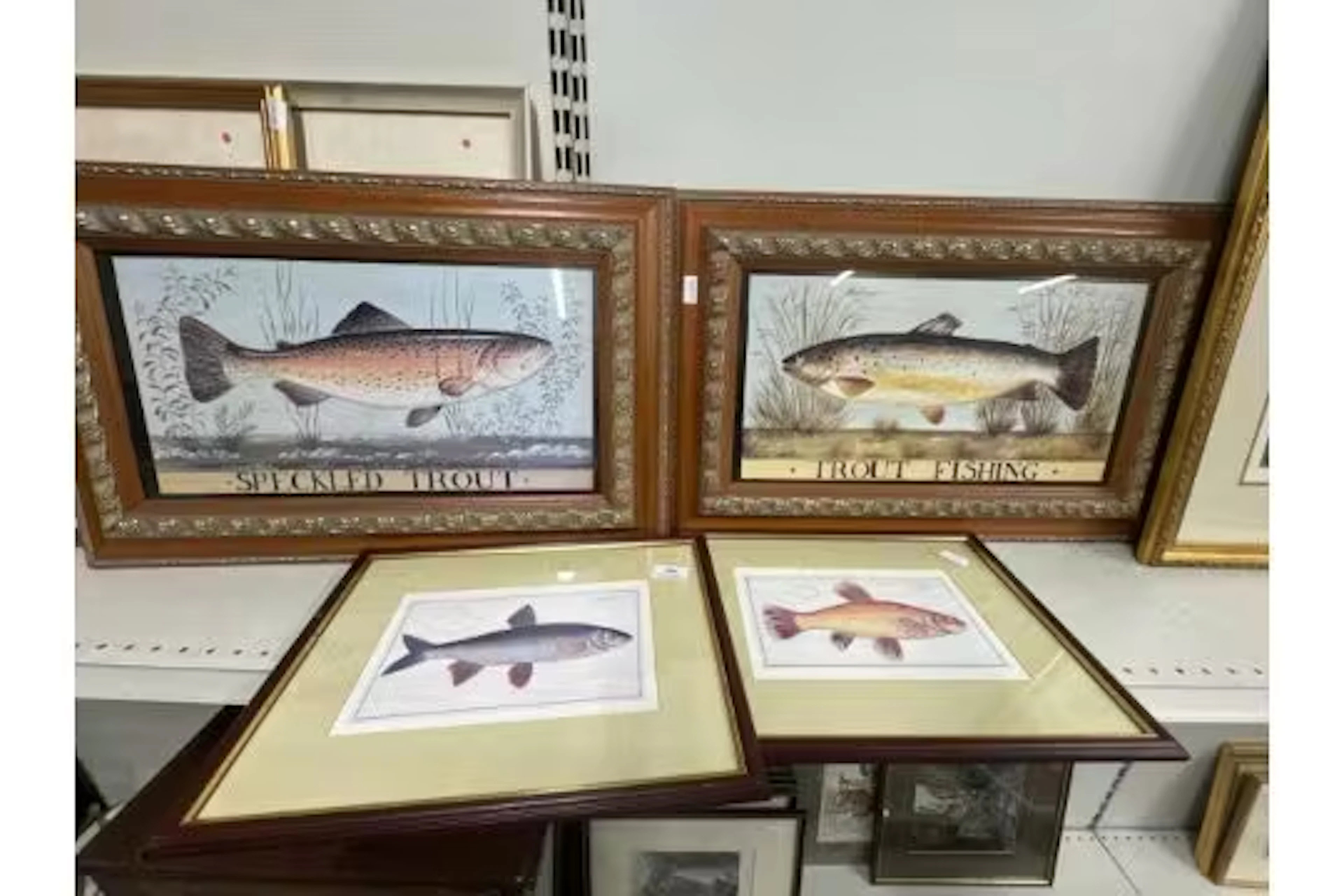 4 x framed prints of fishes