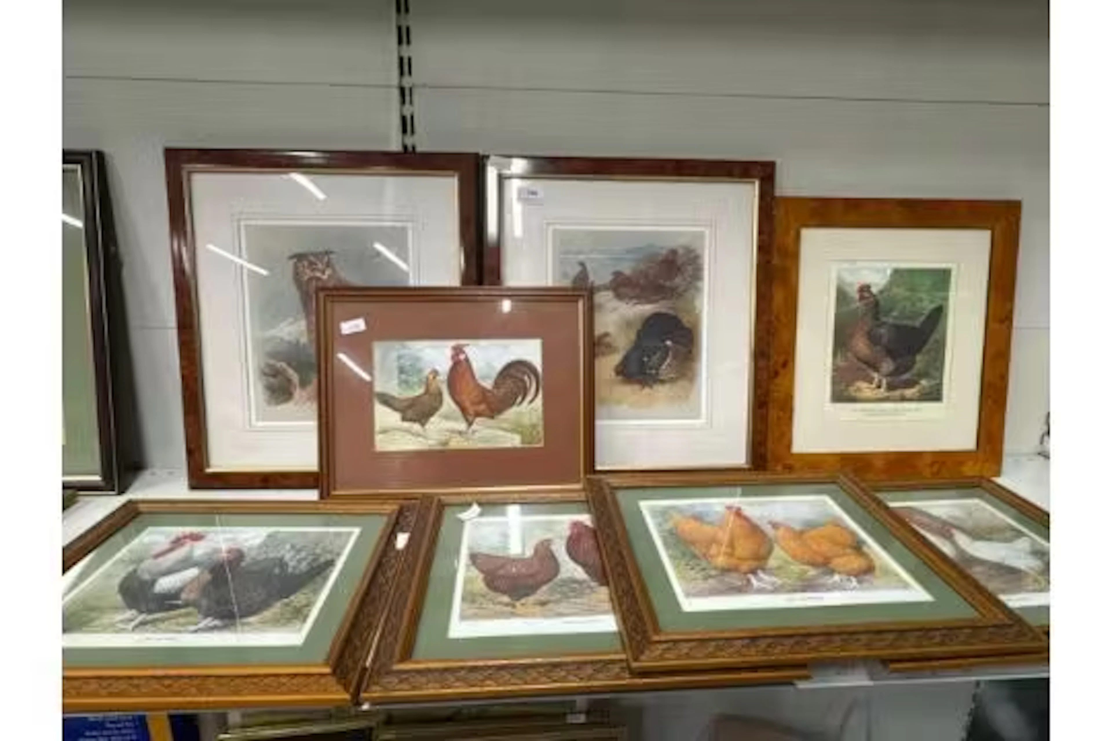 8 x framed prints of birds