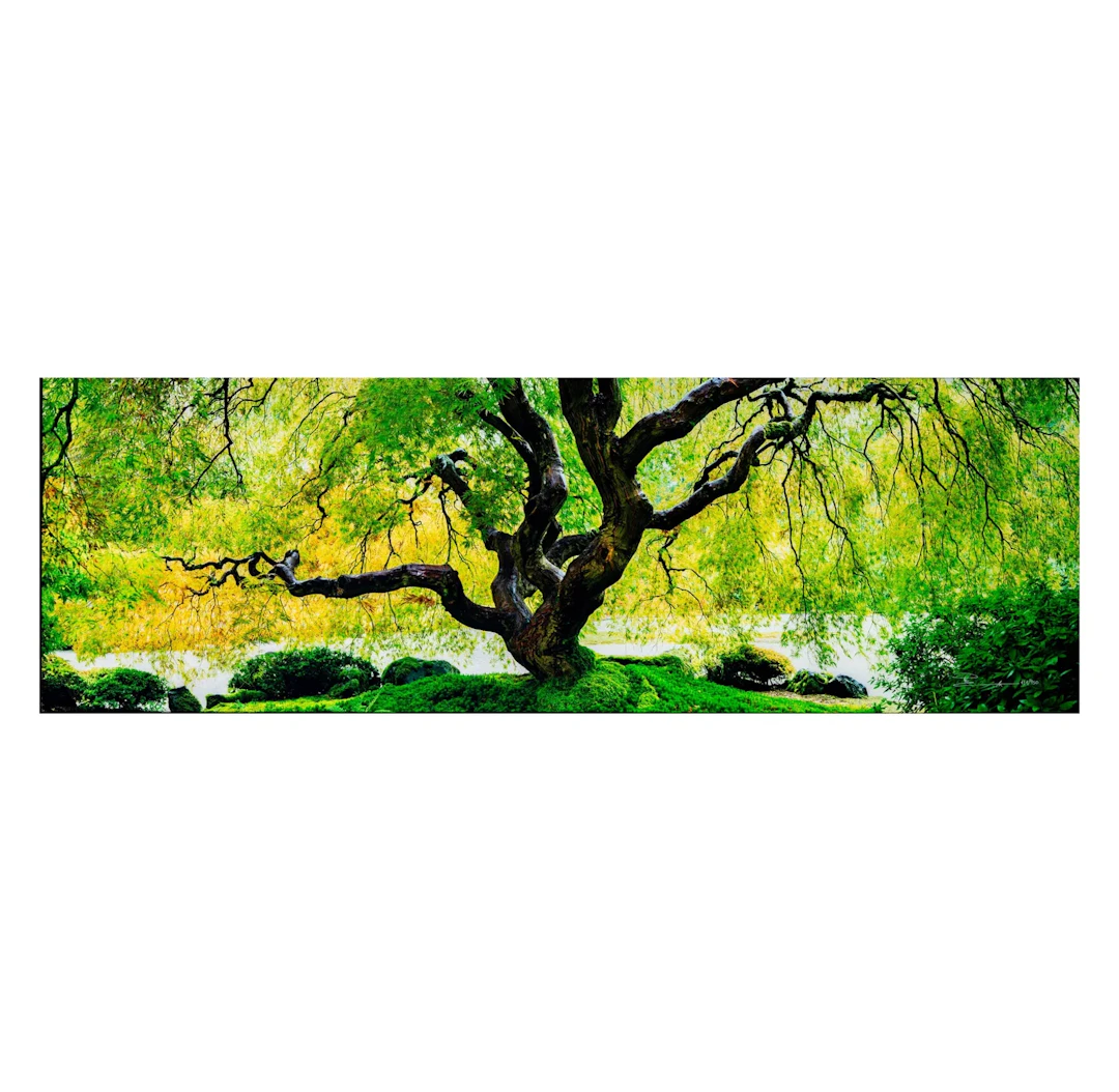Peter Lik, American/Australian B. 1959, Tree of Serenity