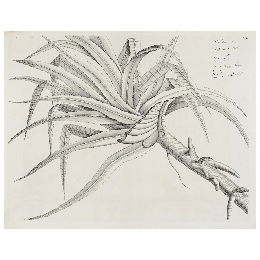 Hendrik Van Rheede : Hendrik van Rheede - Auction WORKS ON PAPER: