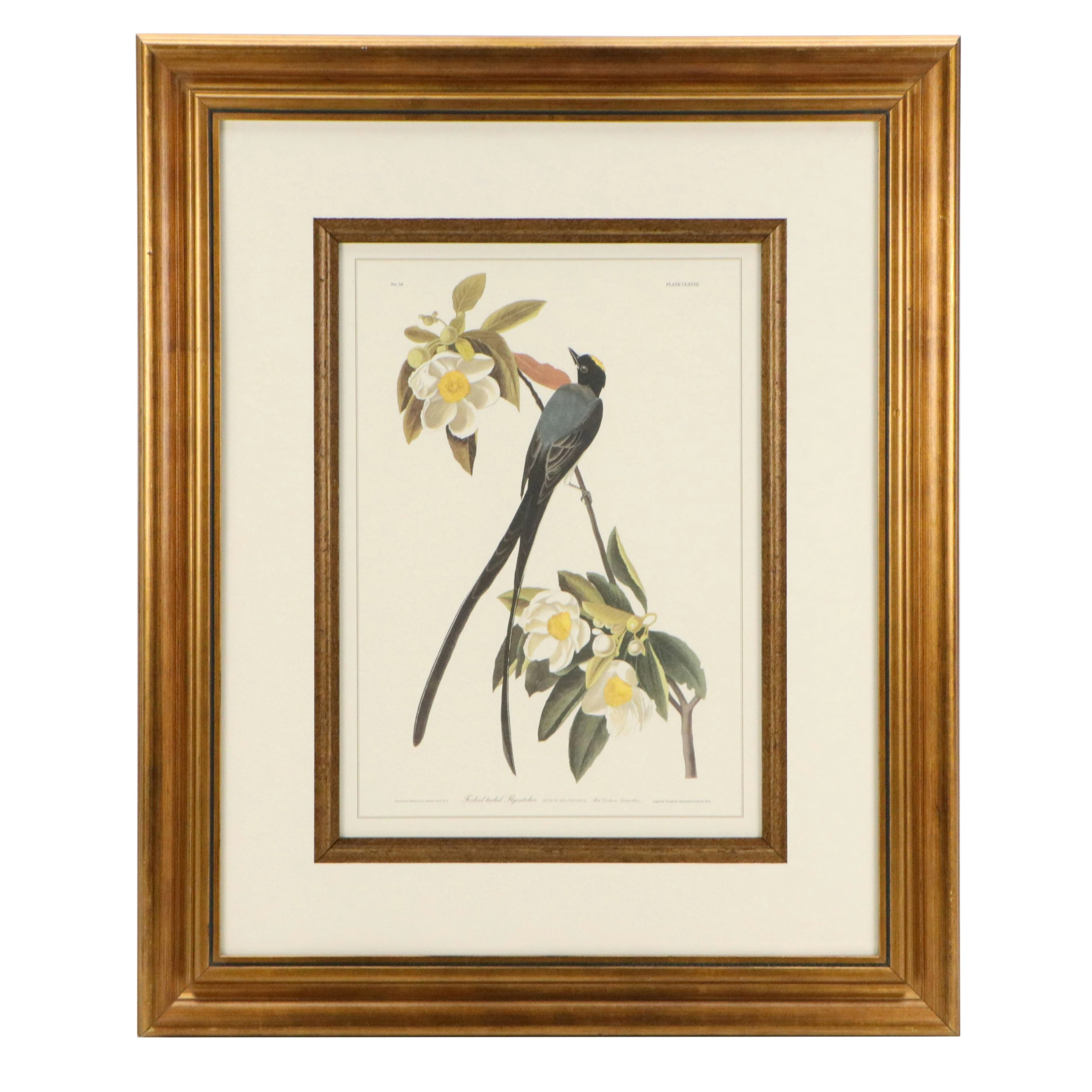 Offset Lithograph After John James Audubon "Forked-tailed Flycatcher," 21st C.