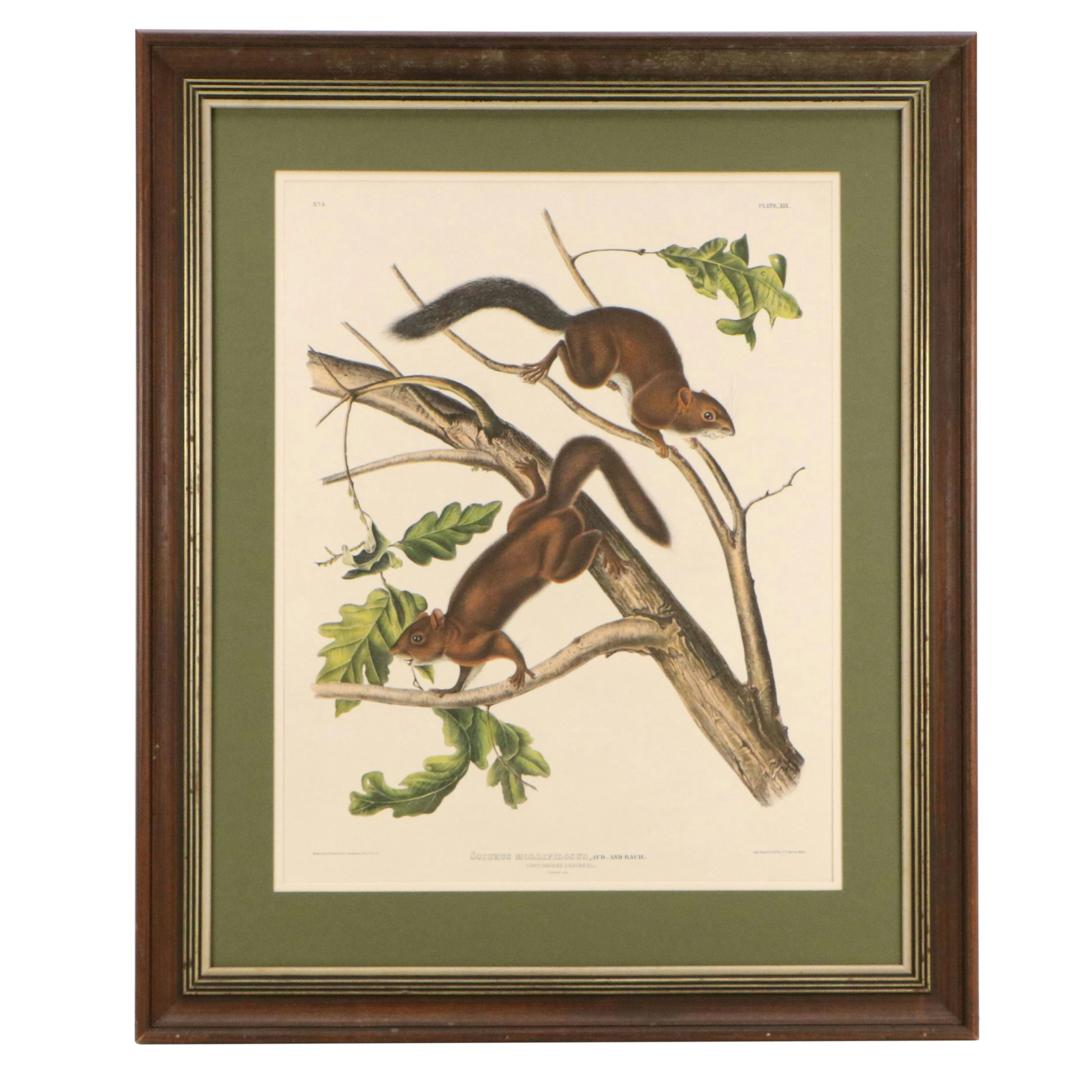 Hand-Colored Lithograph After John James Audubon "Soft-Haired Squirrel"