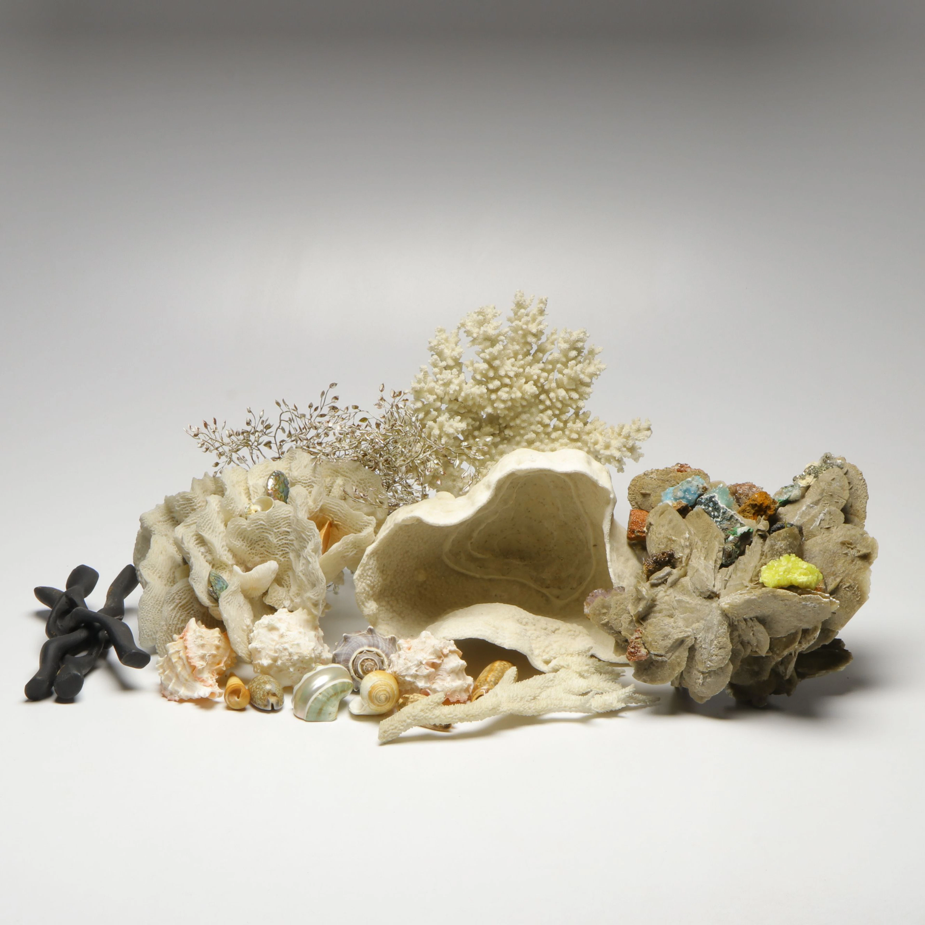 Abalone with Murex, Turbo Shell, Fossil Lettuce Corals and Others