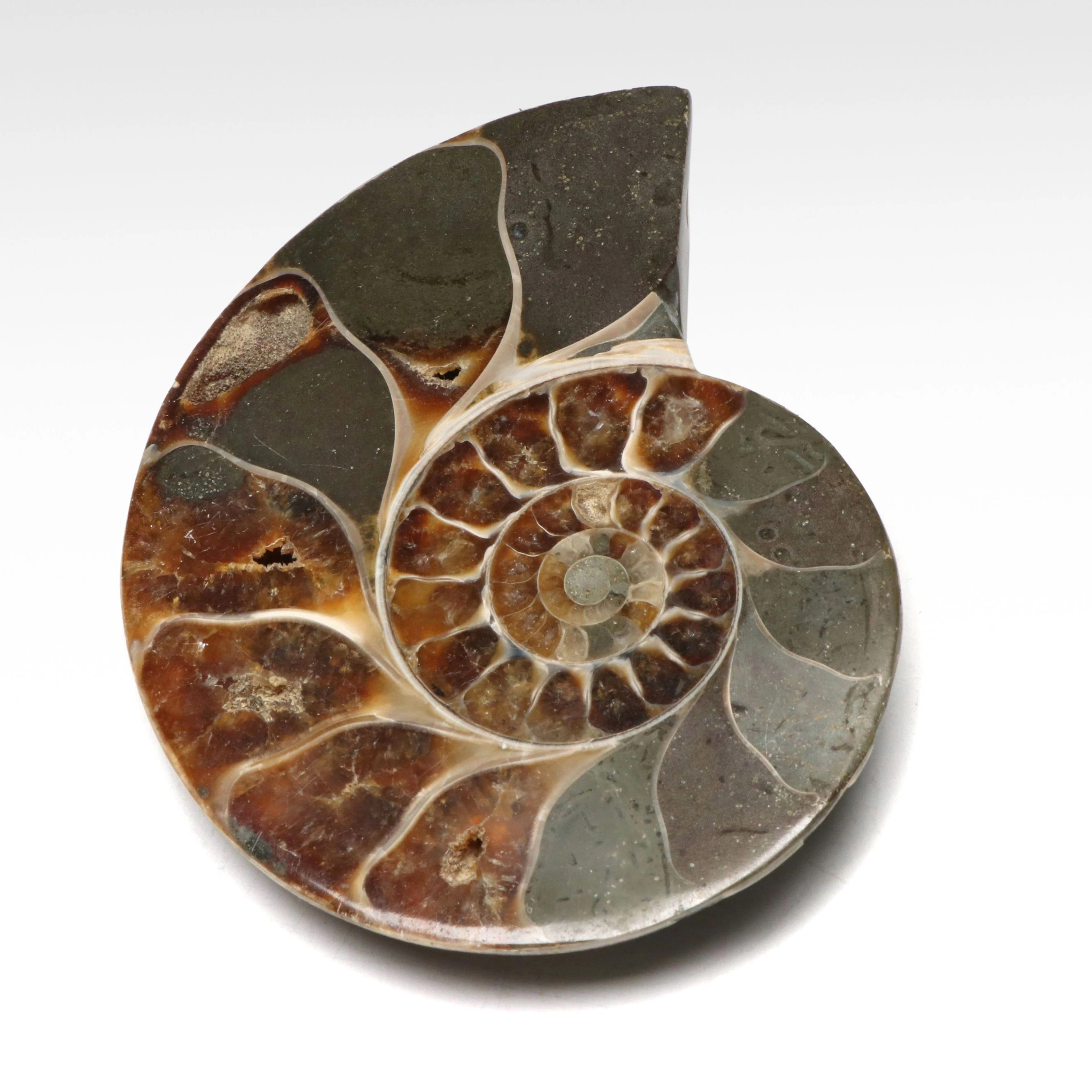 Ammonite Fossil