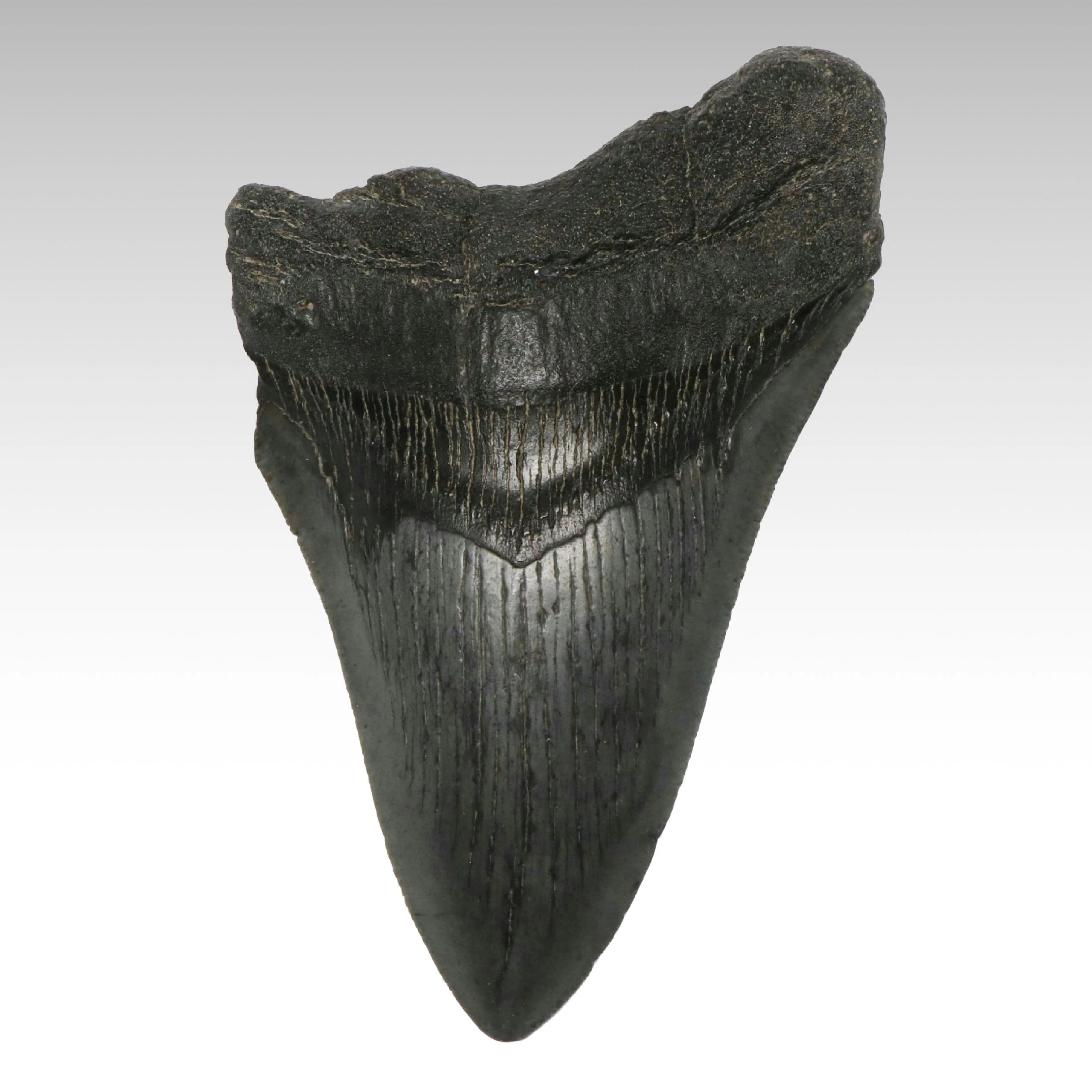 Megalodon Fossil Tooth