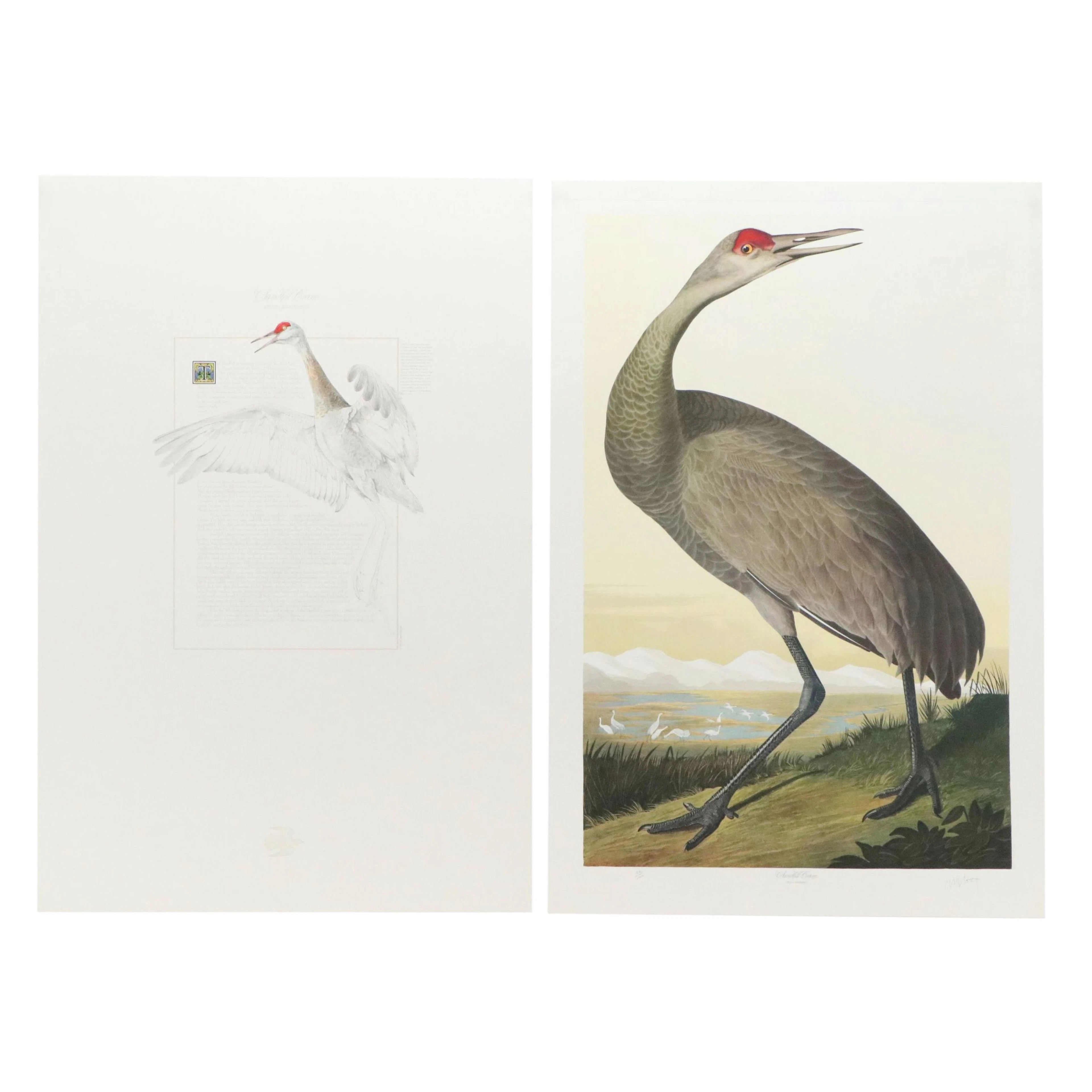M. Bernard Loates Offset Lithograph "Sandhill Crane"