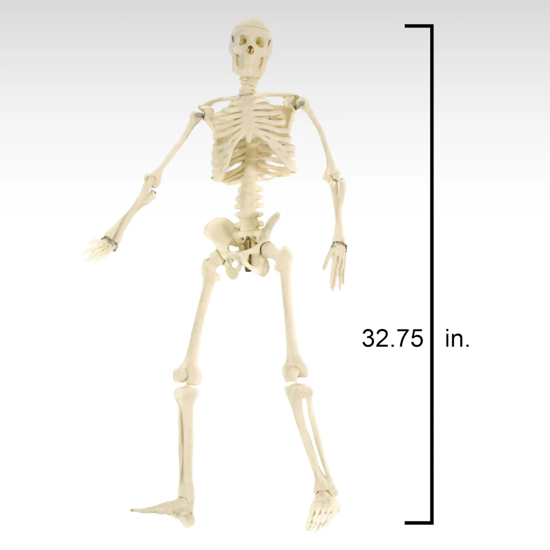 Human Skeleton Anatomical Model