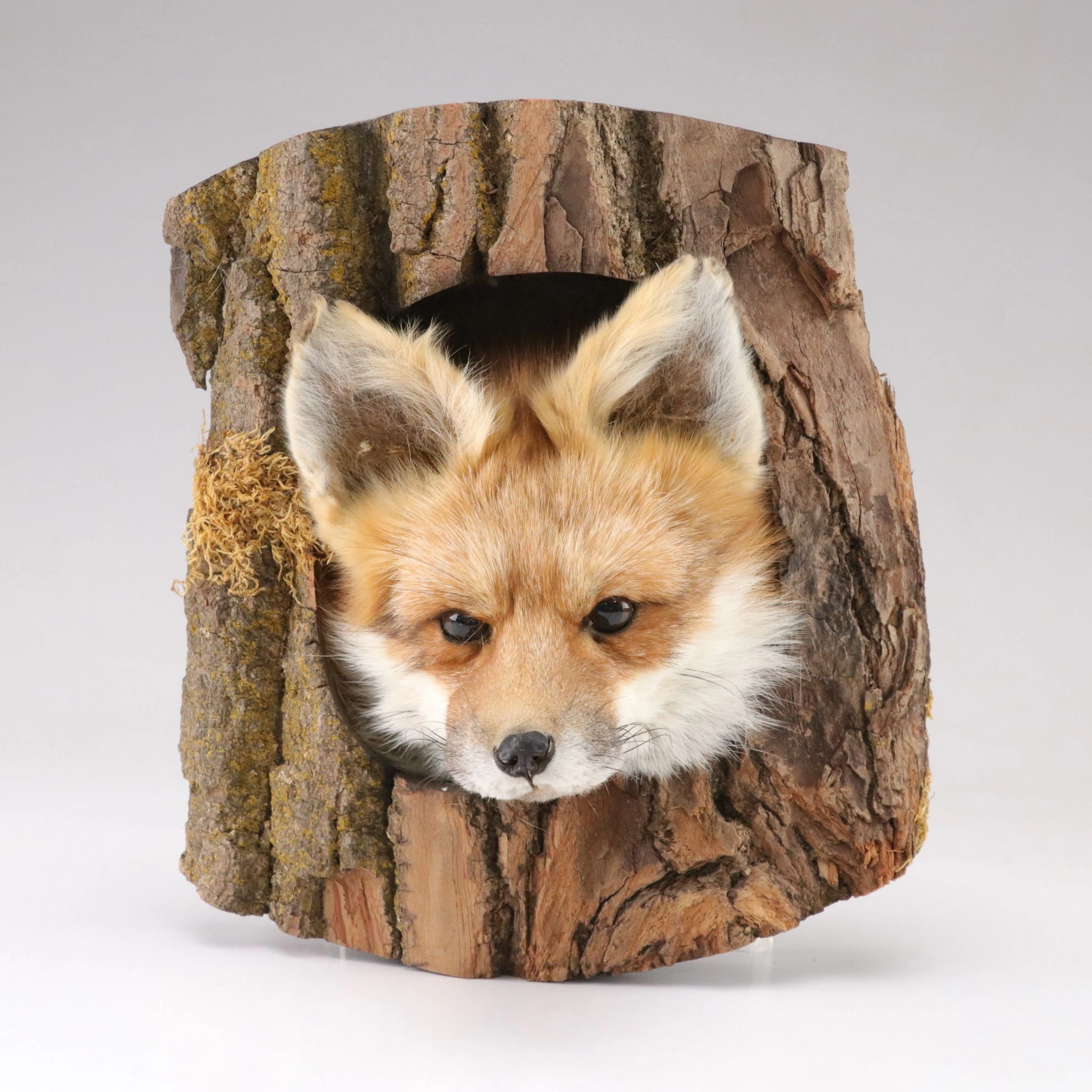 Taxidermy Red Fox Head Mounted into Tree Bark Panel