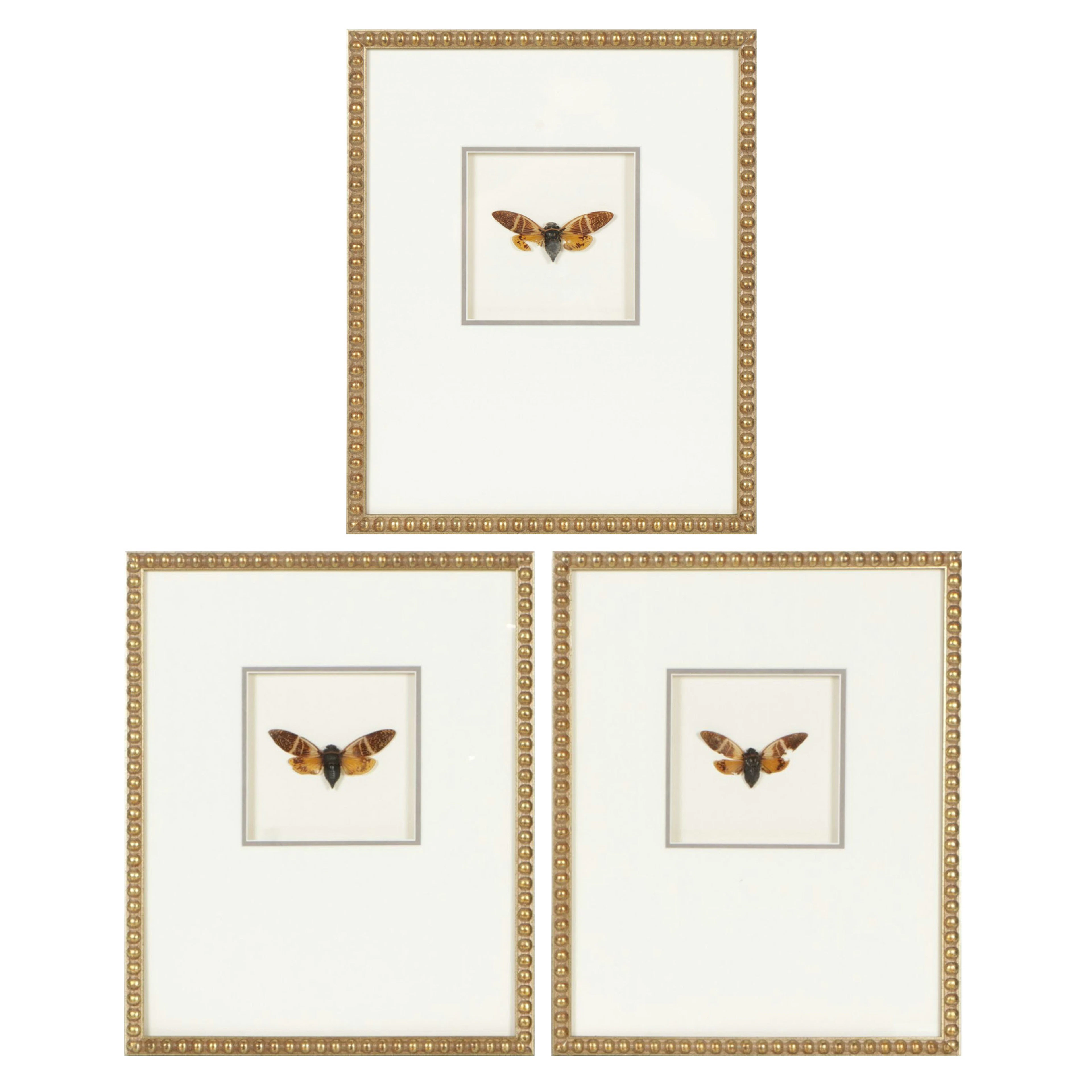 Framed Cicada Wall Hanging Décor