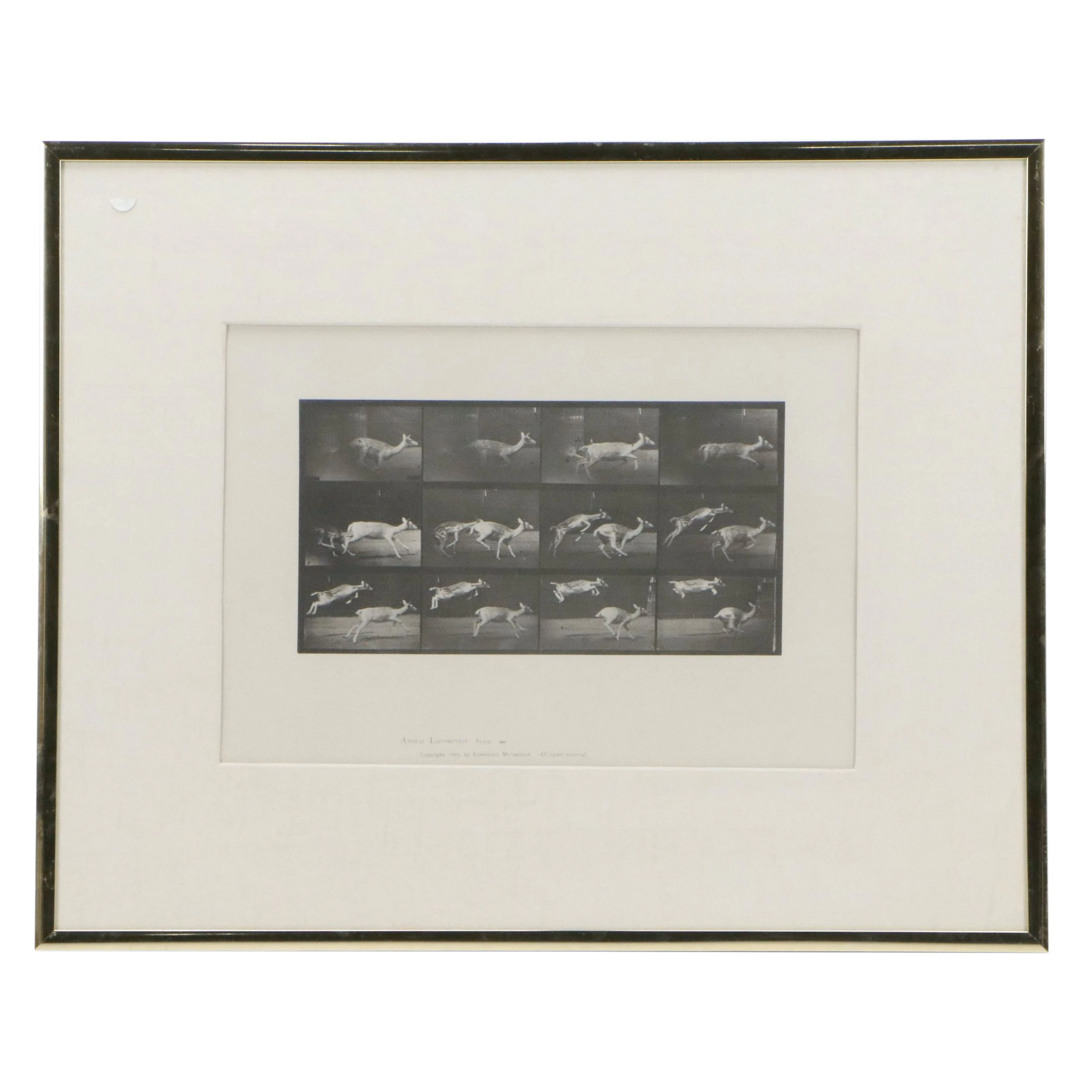 Collotype After Eadweard Muybridge "Animal Locomotion Plate"