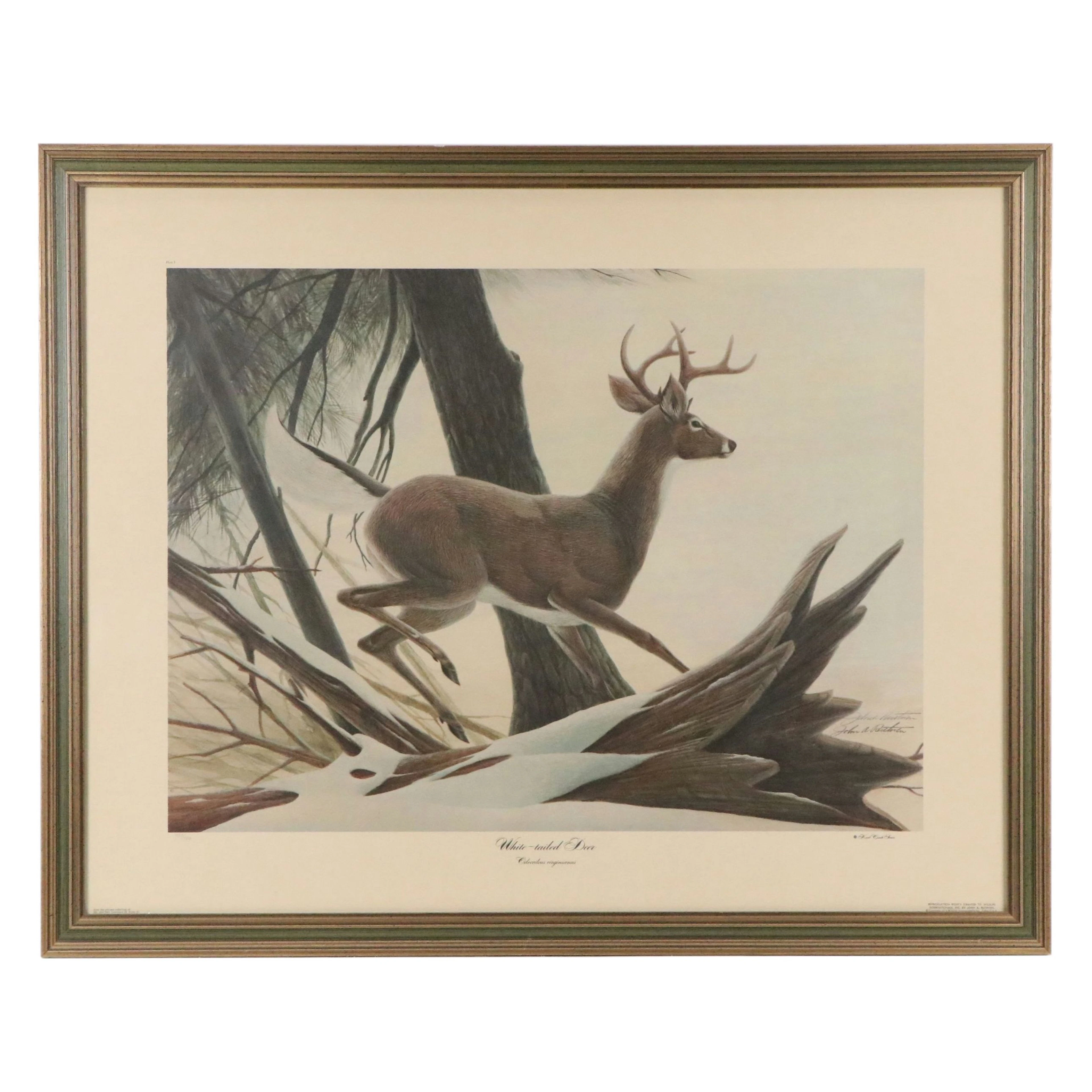 John A. Ruthven Wildlife Offset Lithograph "White-tailed Deer," 1973