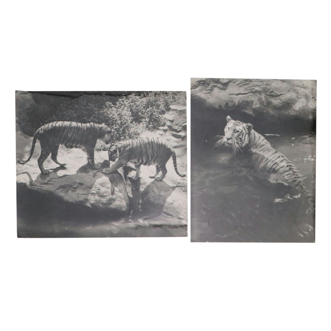 Bernard G. Silberstein Bengal Tiger Portrait Silver Gelatin Photographs
