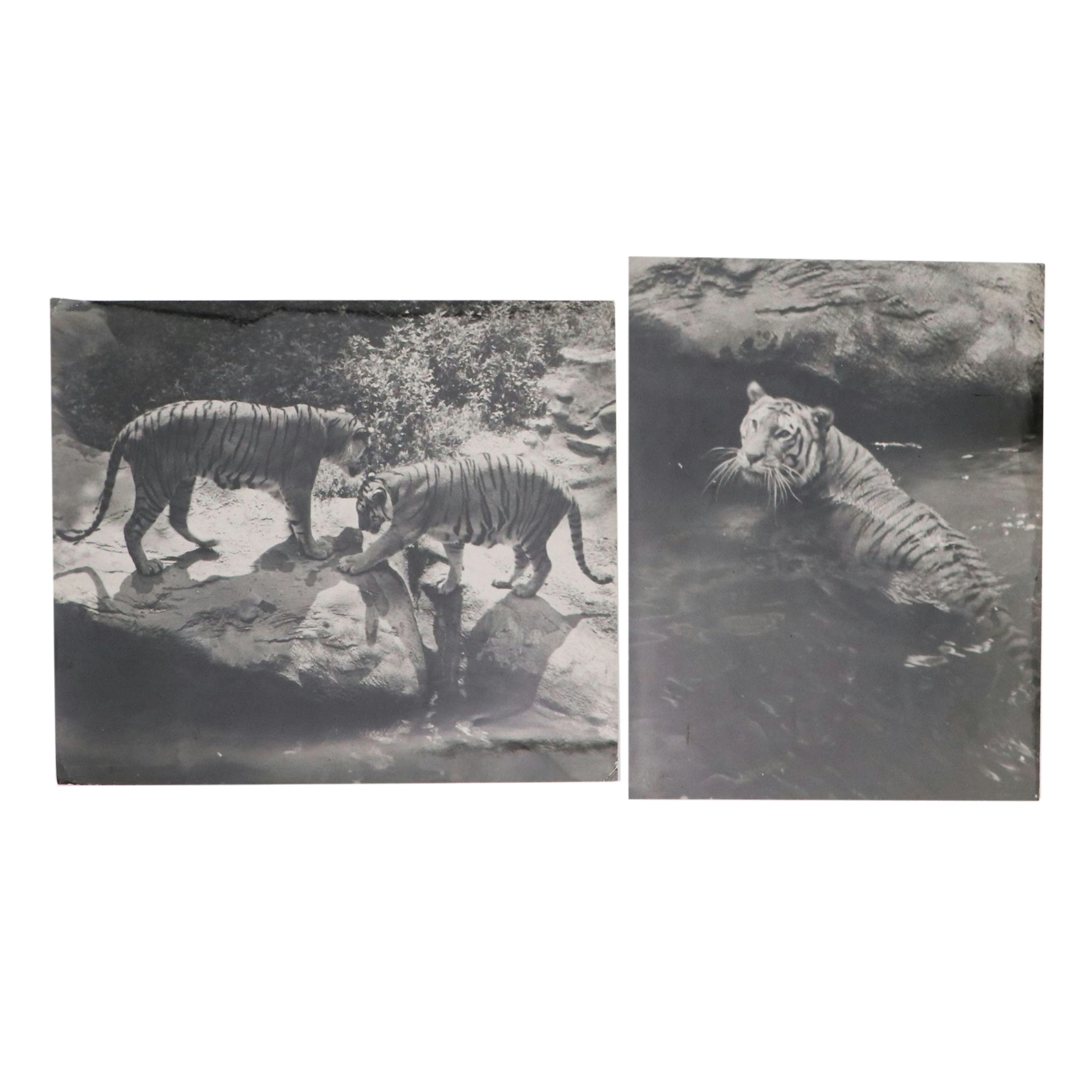 Bernard G. Silberstein Bengal Tiger Portrait Silver Gelatin Photographs