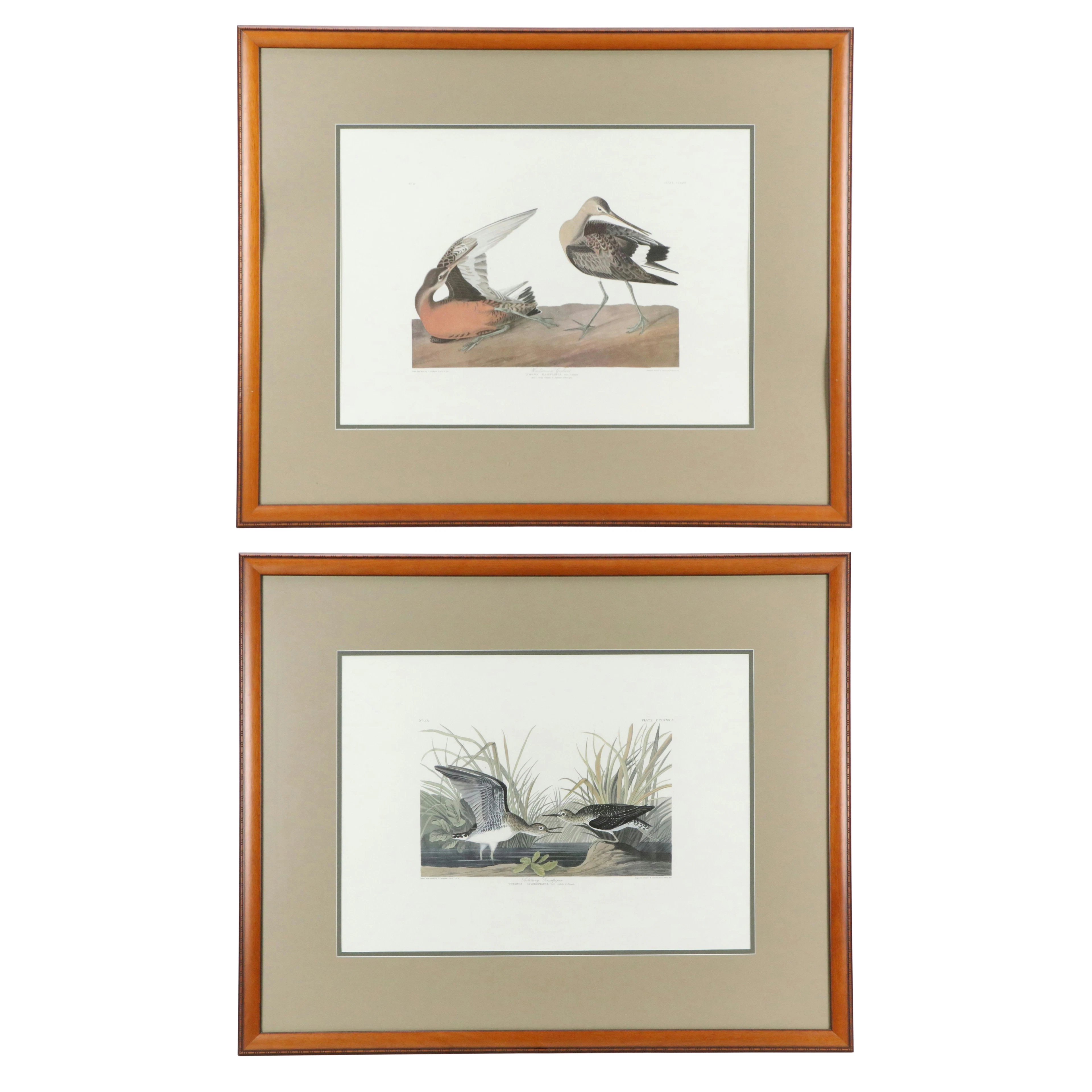 After John Audubon Offset Lithographs Including "Hudsonian Godwit"