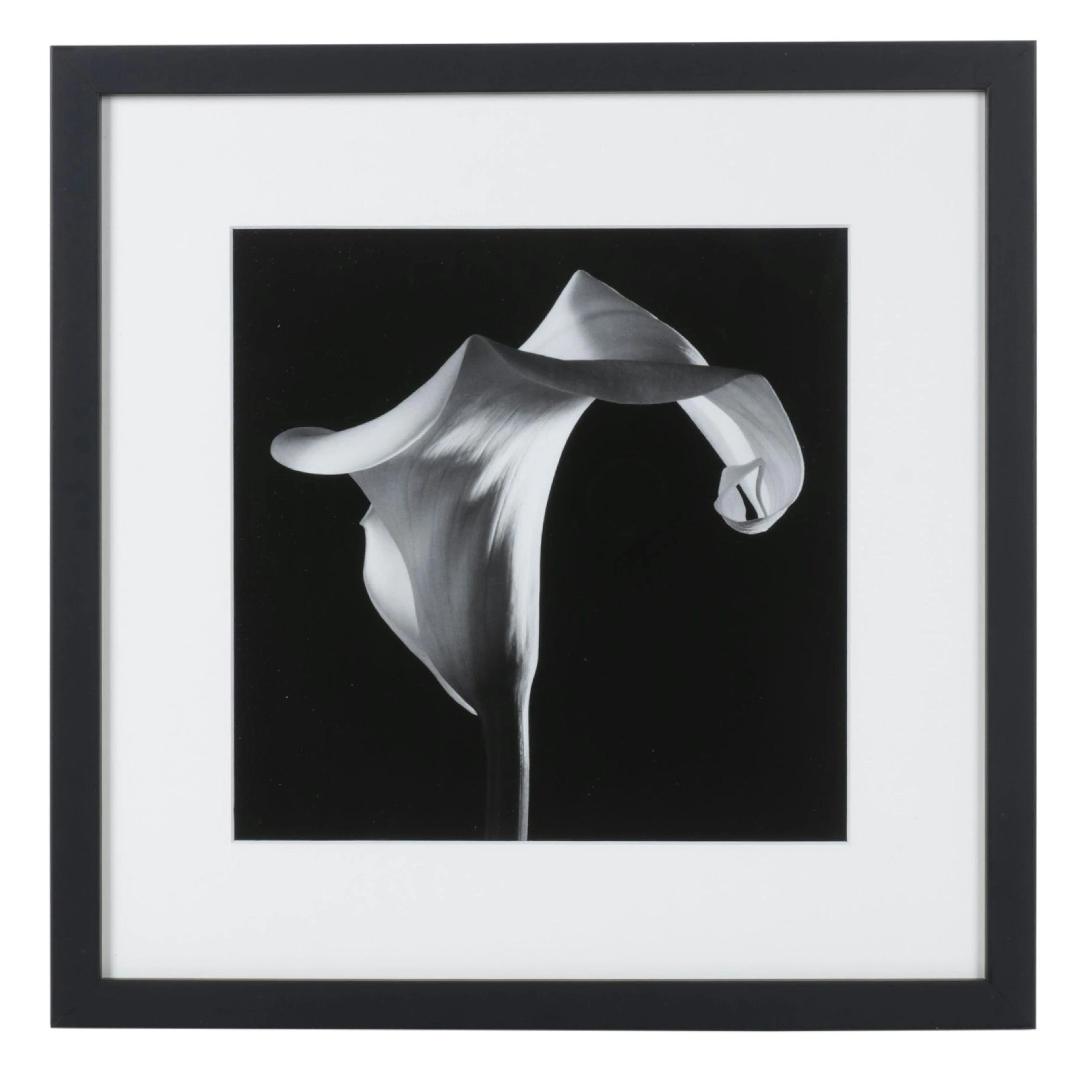 Offset Lithograph After Robert Mapplethorpe "Calla Lily" From "Flora" 2016