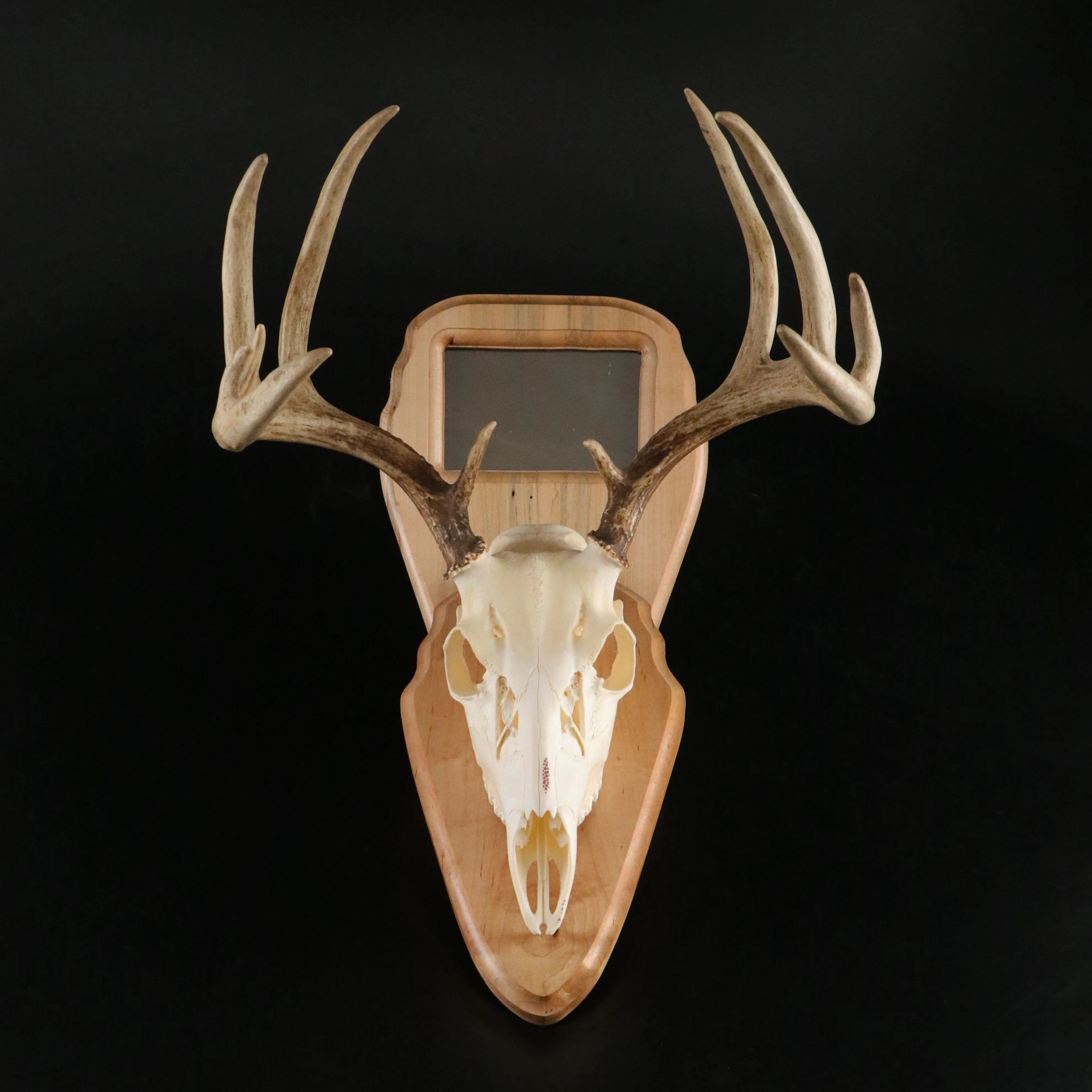 Taxidermy White-Tailed Deer European Mount, 21st Century