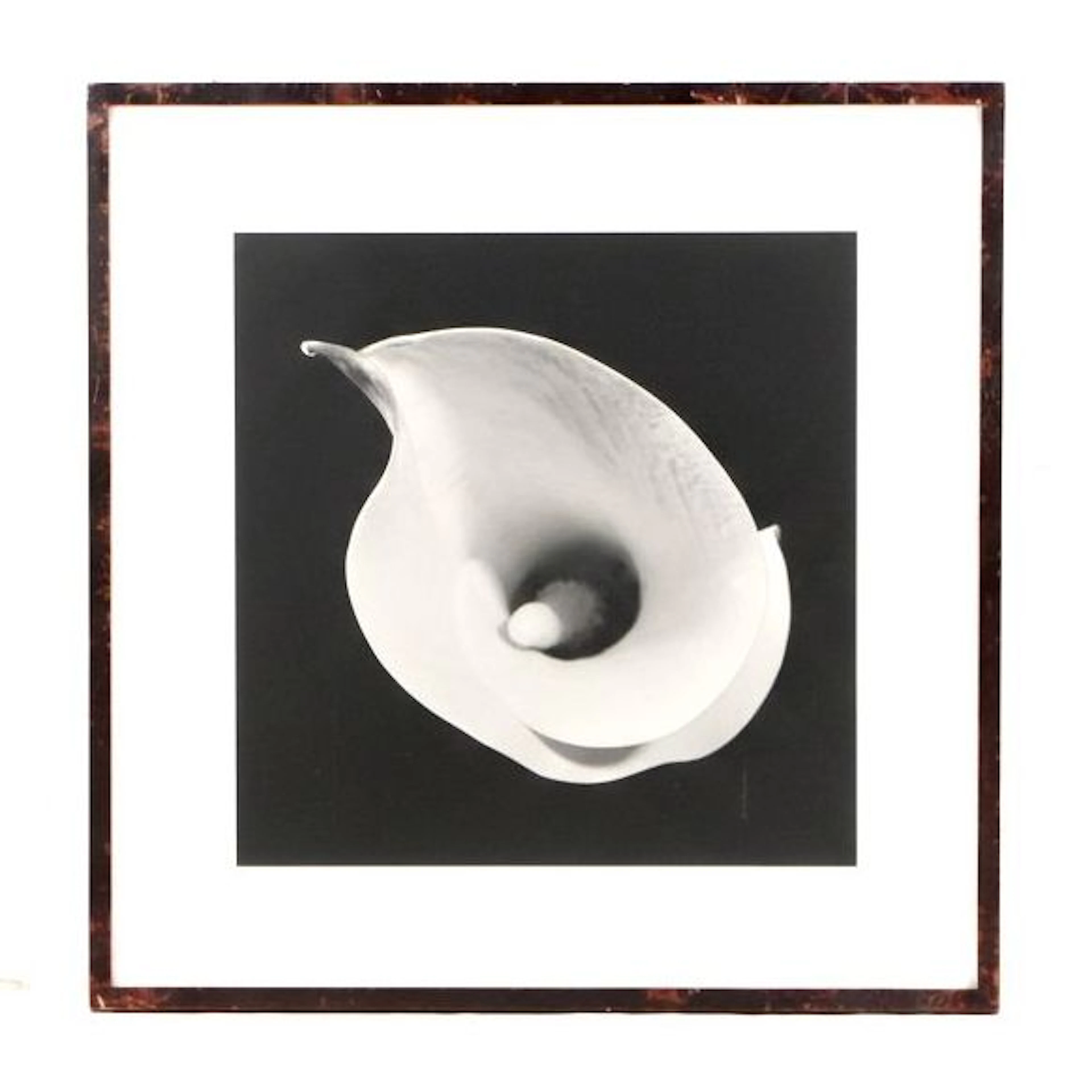 Silver Gelatin Photograph of Calla Lily, 1999