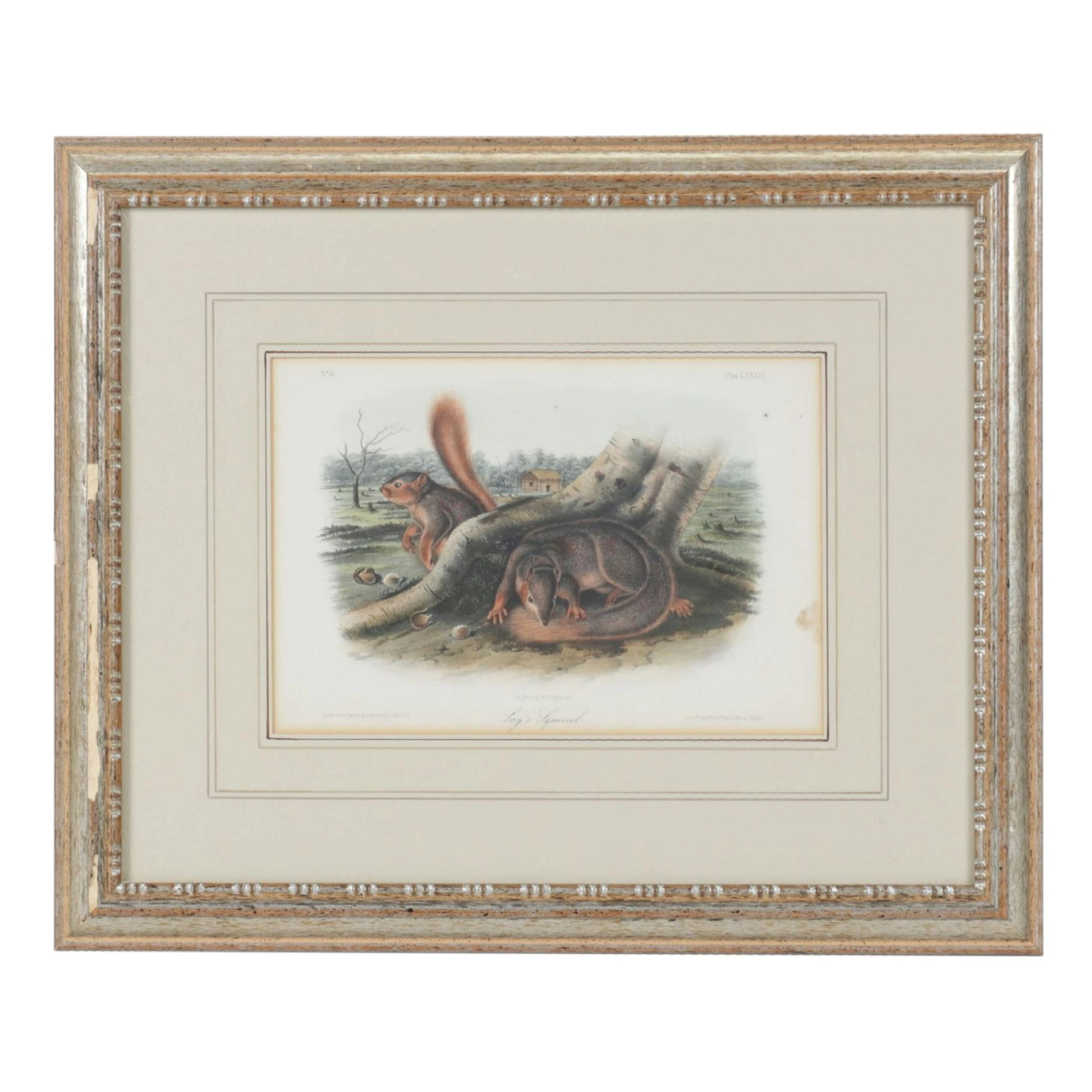 John Audubon and J.T. Bowen Hand-Colored Lithograph "Say's Squirrel"