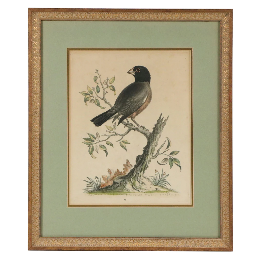 After George Edwards Ornithological Hand-Colored Engraving of Grosbeak, 18th C.