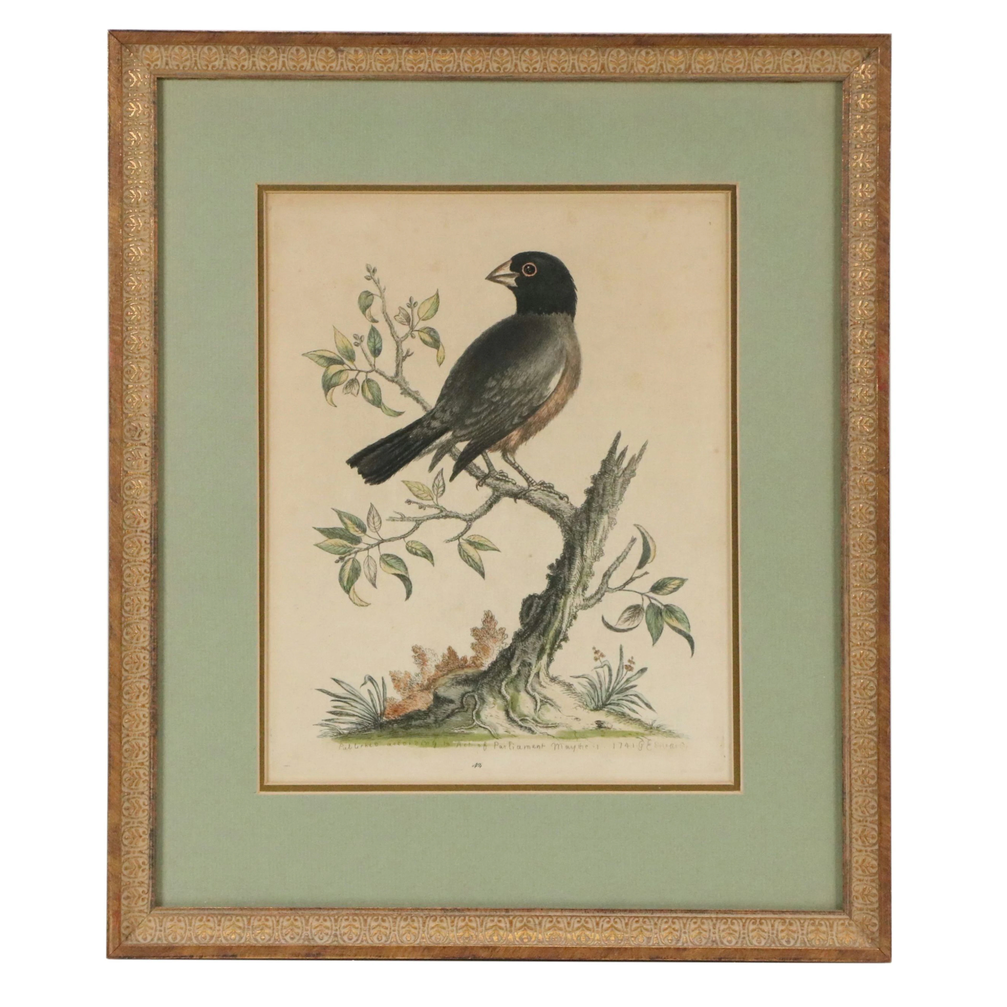 After George Edwards Ornithological Hand-Colored Engraving of Grosbeak, 18th C.
