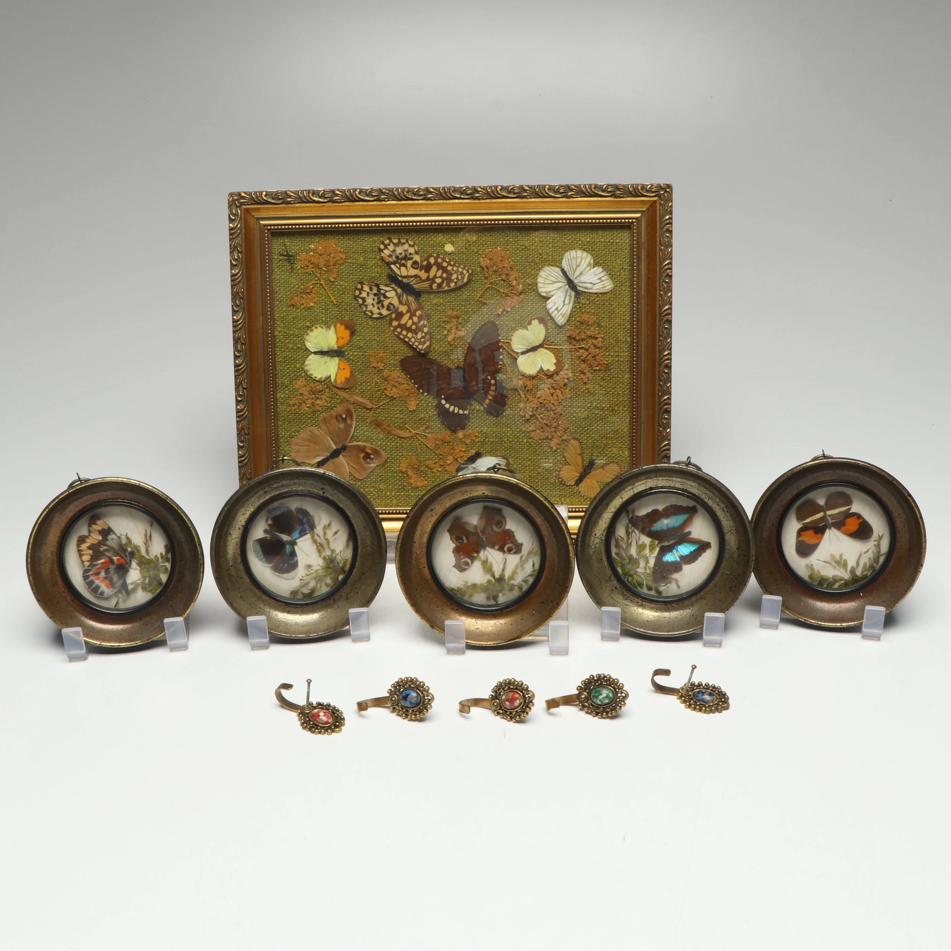 Imperial Jezebel, Turquoise Emperor and More Mounted Butterfly Wing Specimens