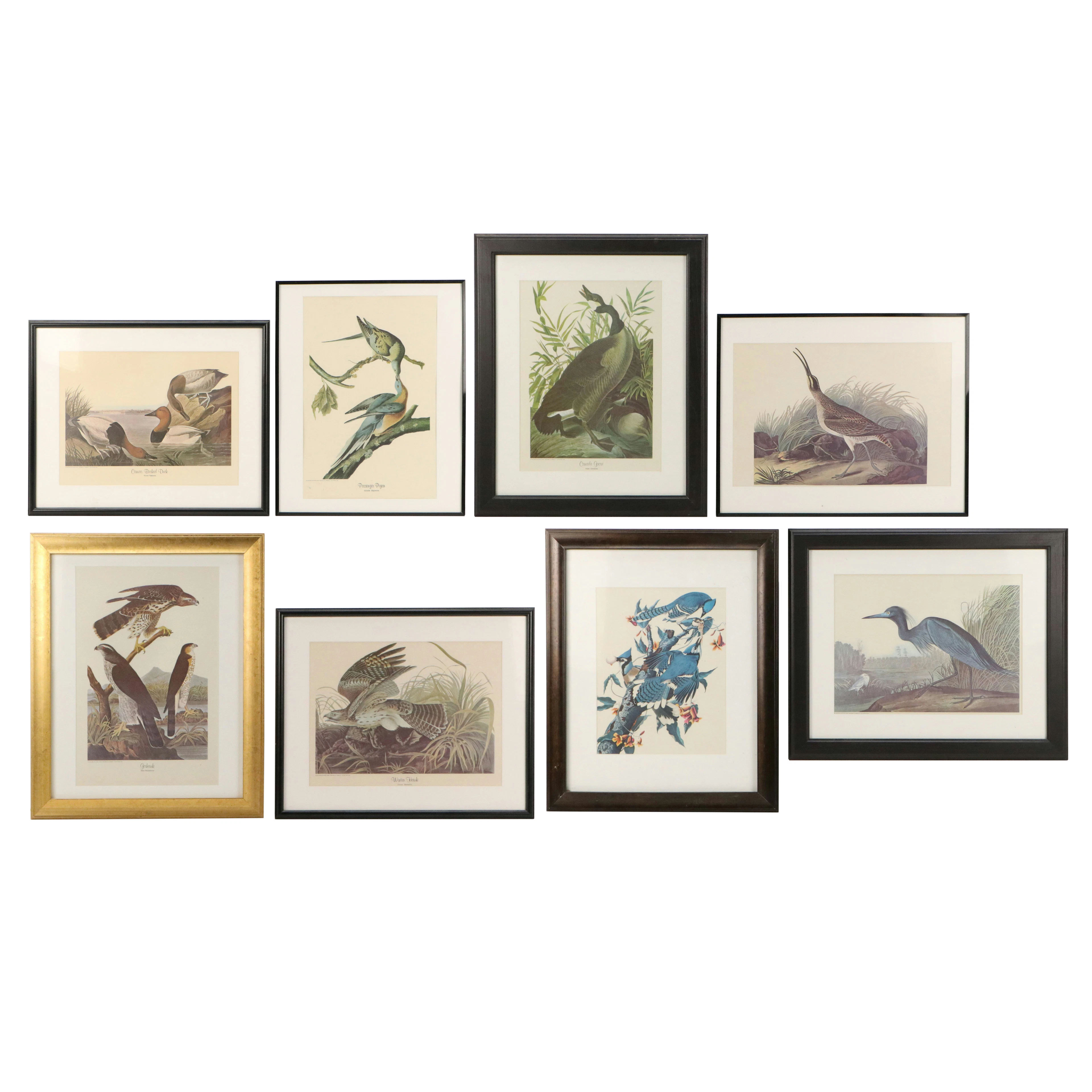 Set of Ornithological Offset Lithographs After John James Audubon