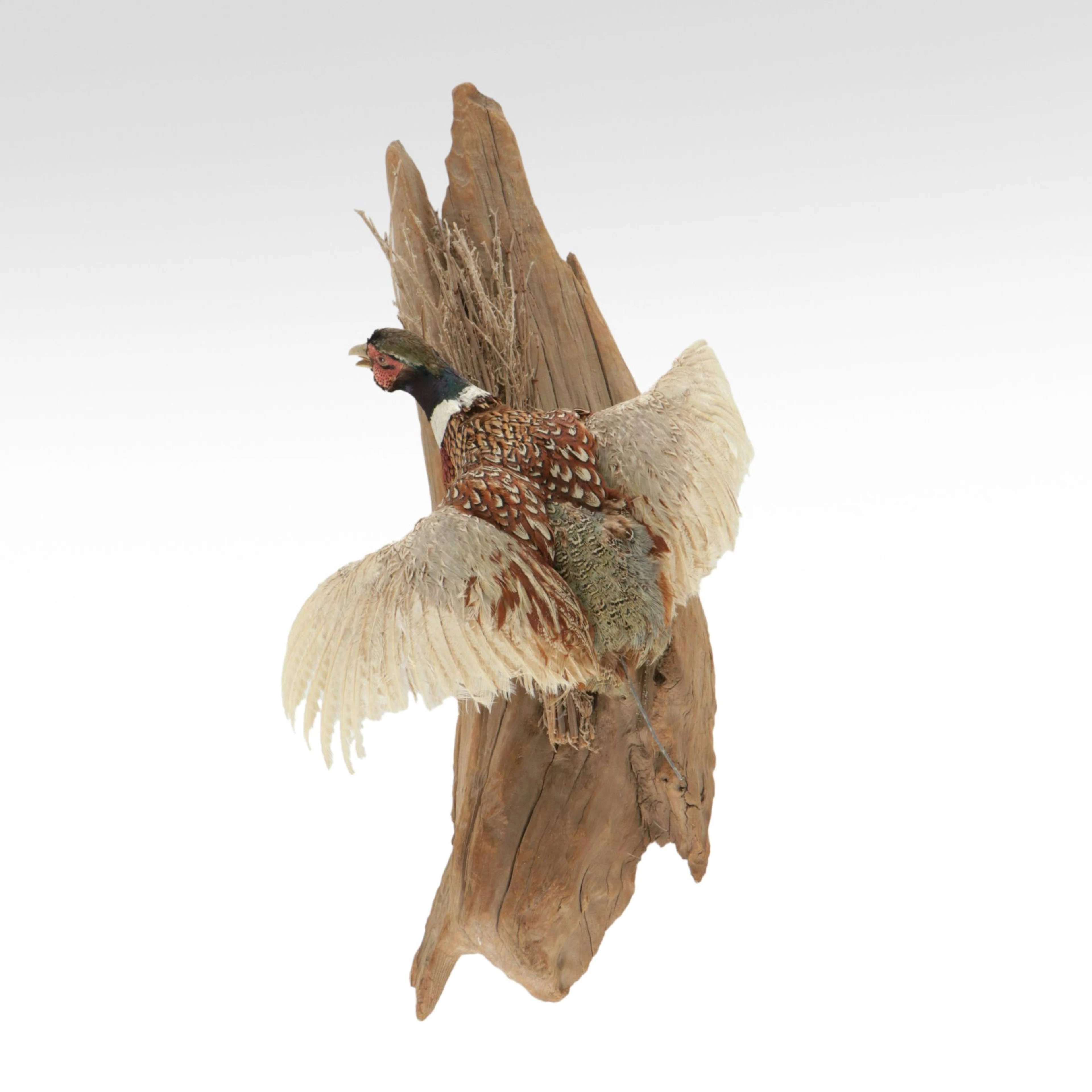 Taxidermy Ring-Necked Pheasant in Flight Wall Mount