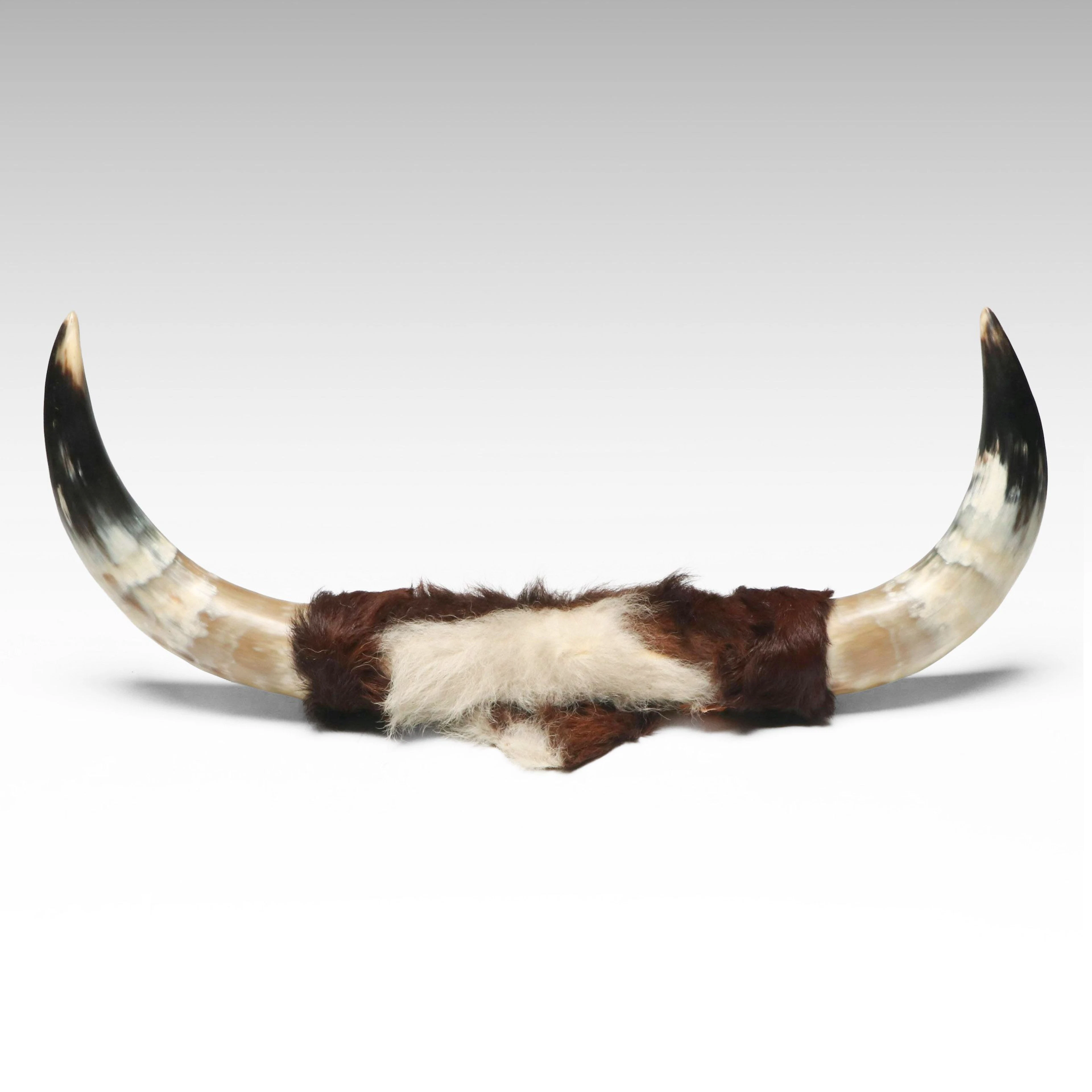 Pair of Steer Horns on Hide-Covered Base