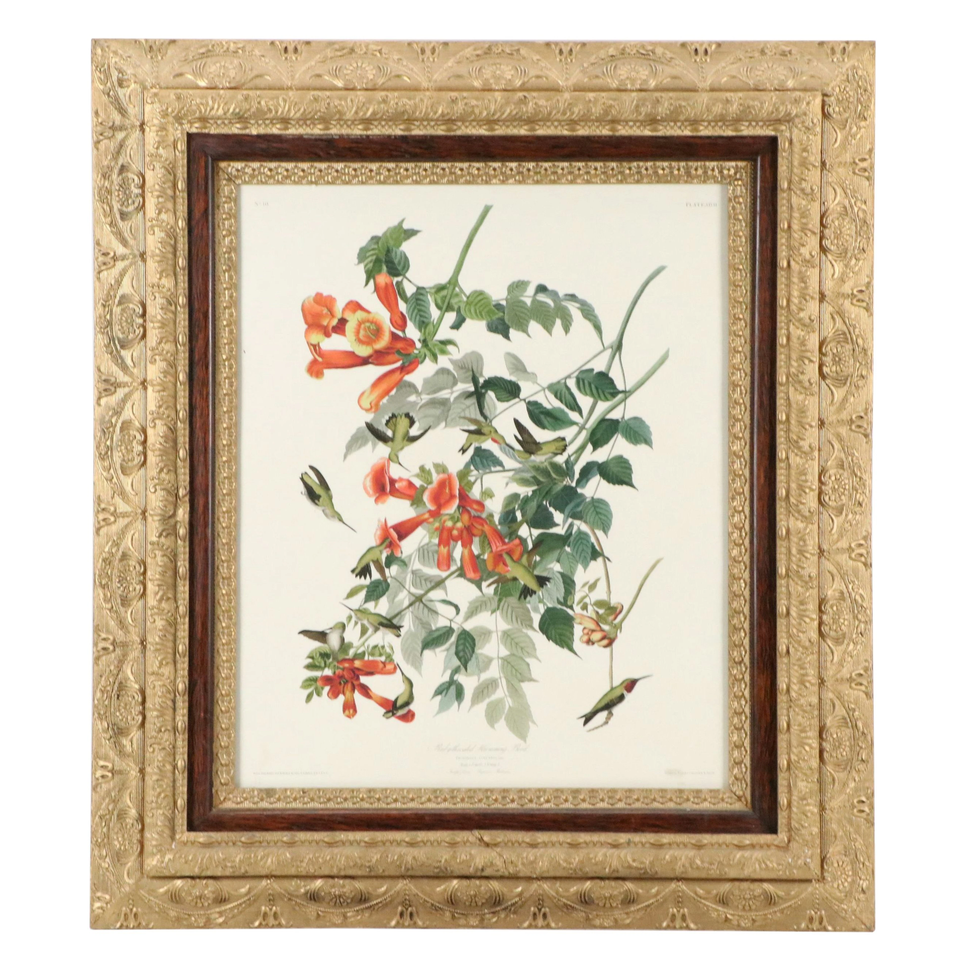 Giclée After R. Havell "Ruby-Throated Humming Bird," 21st Century