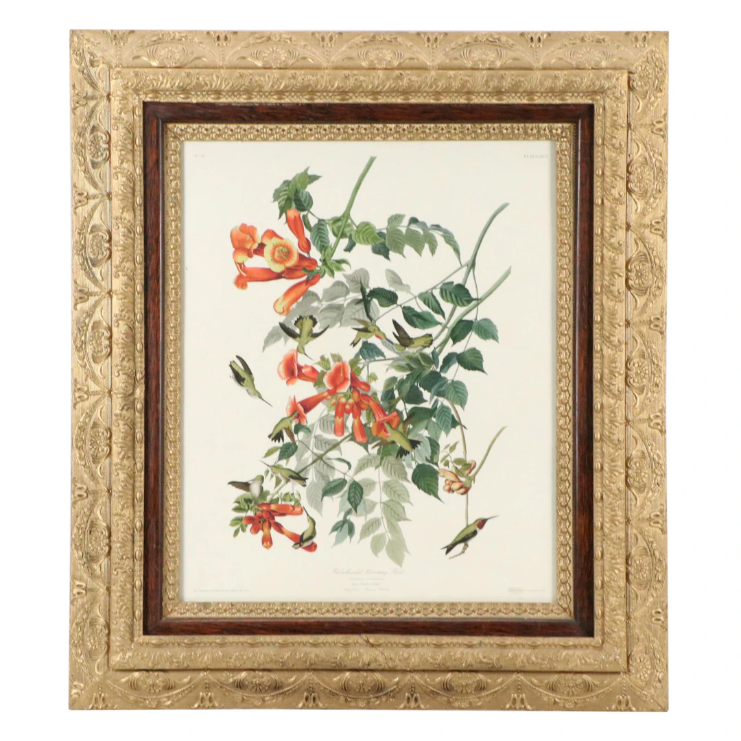 Giclée After R. Havell "Ruby-Throated Humming Bird," 21st Century