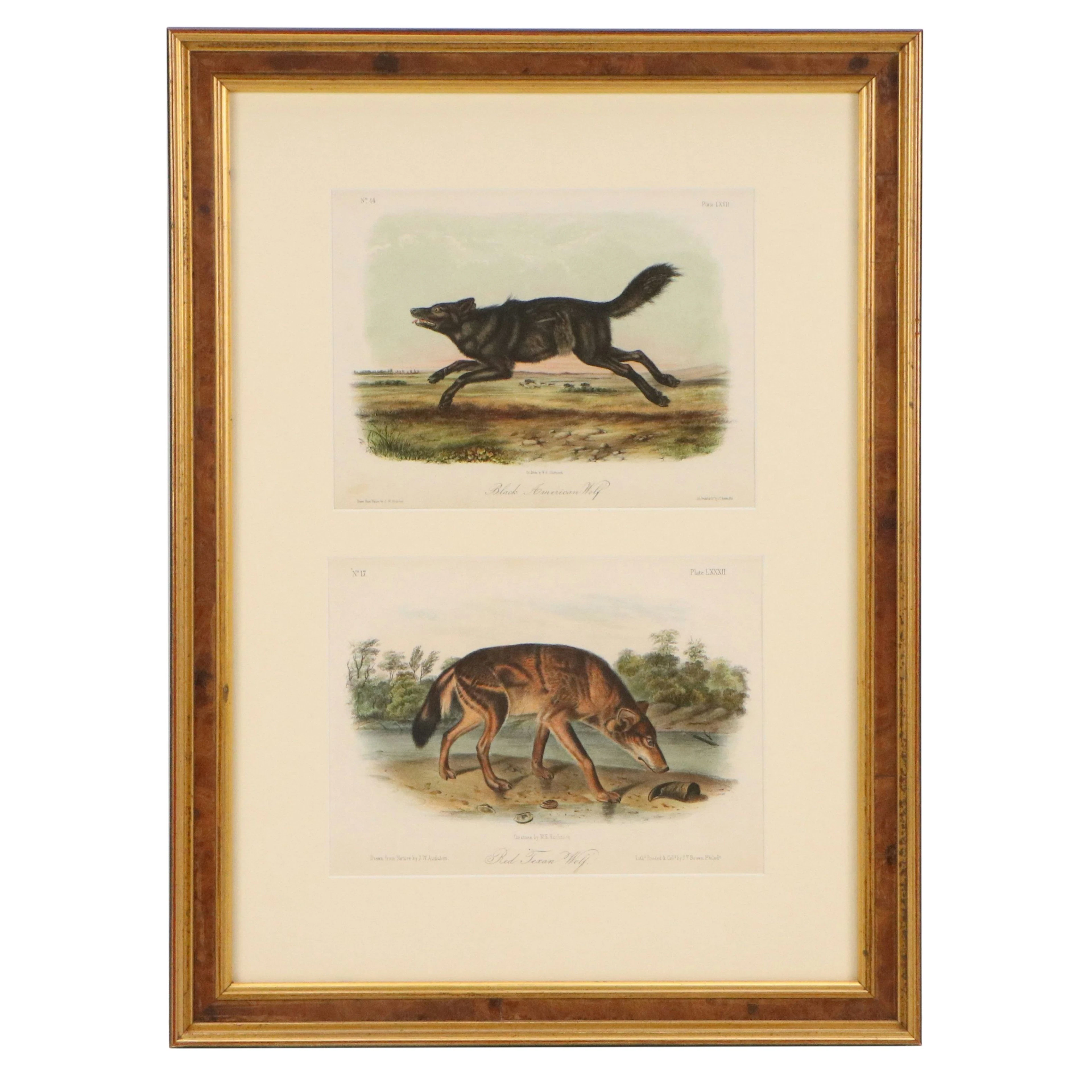 Hand-Colored Lithographs of Wolves After John James Audubon, 19th Century
