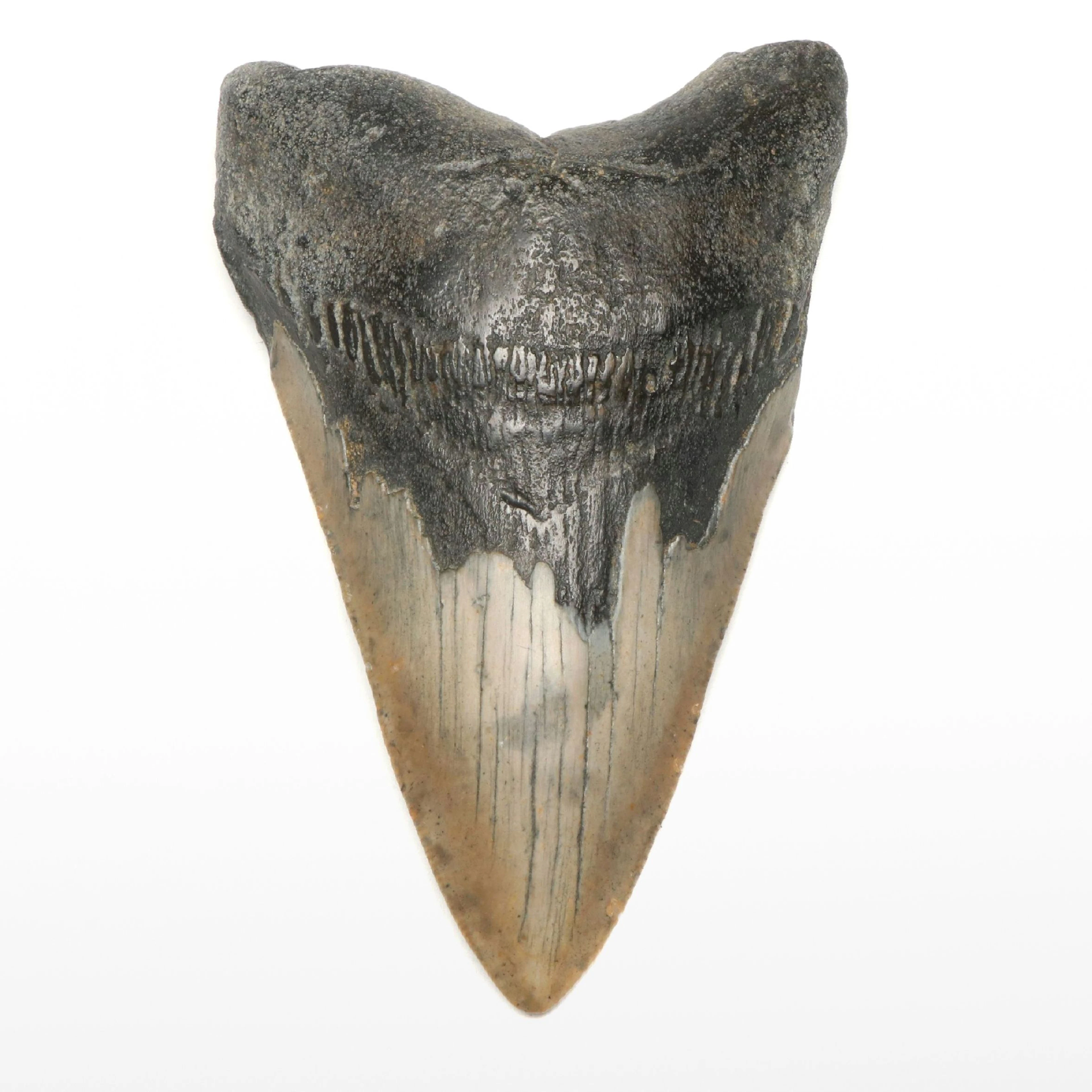 Fossil Megalodon Shark Tooth