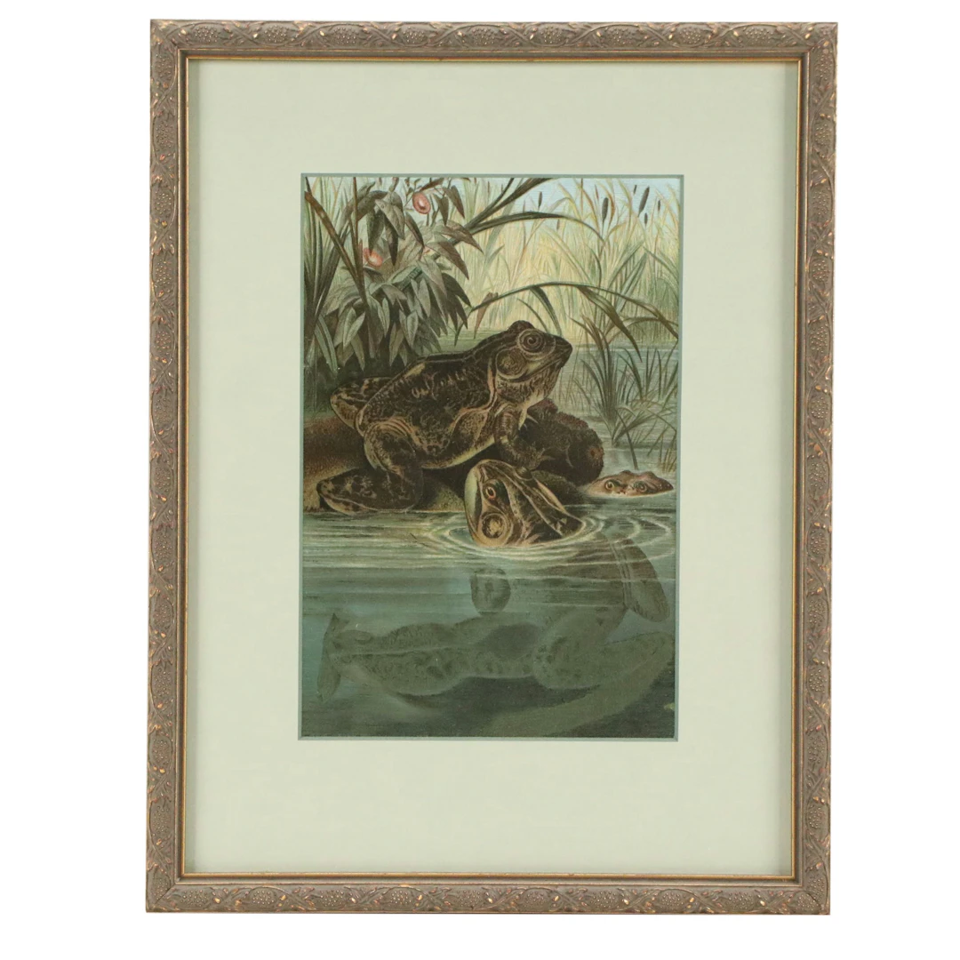 Louis Prang Chromolithograph of Bullfrogs from "Animate Creation...," 1898