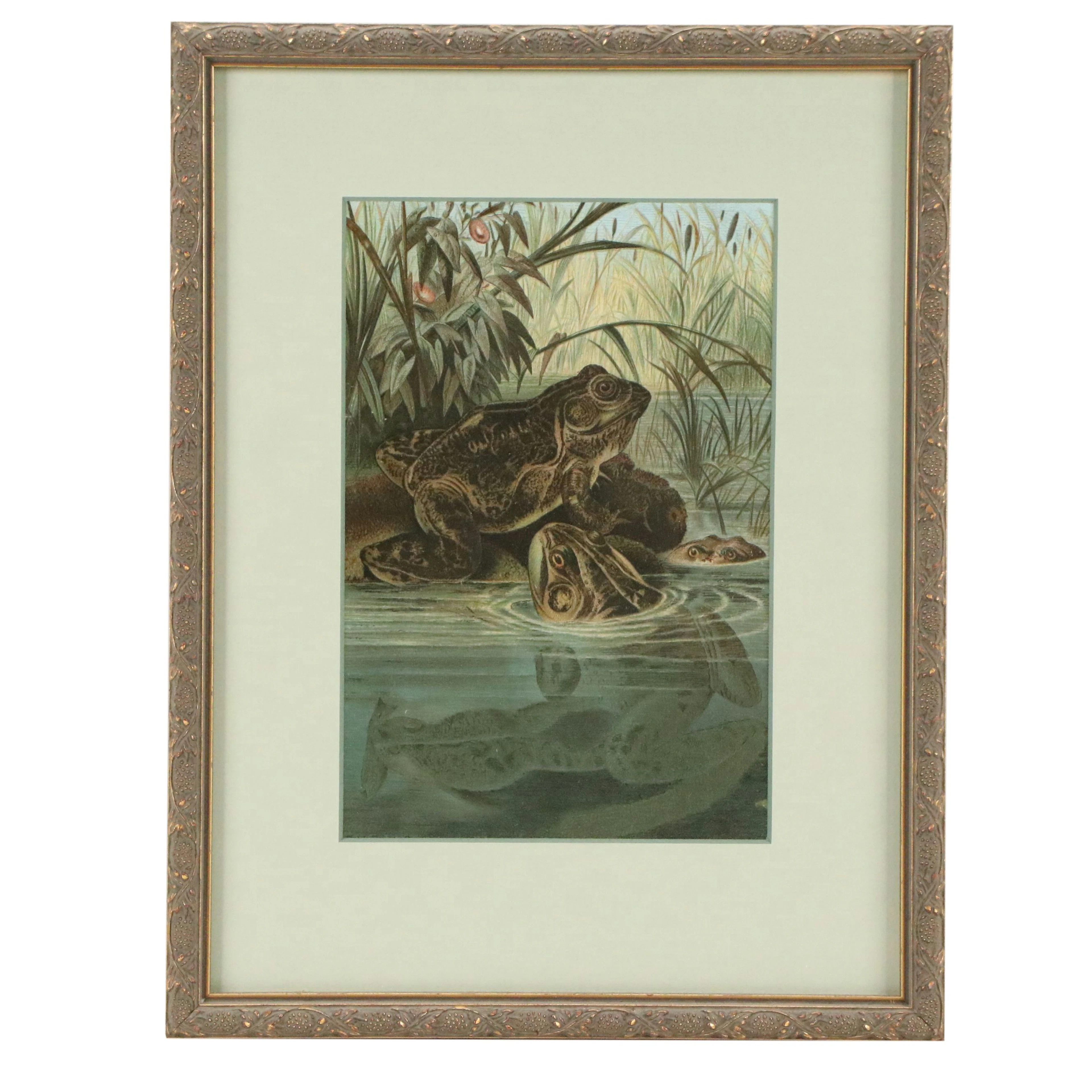 Louis Prang Chromolithograph of Bullfrogs from "Animate Creation...," 1898