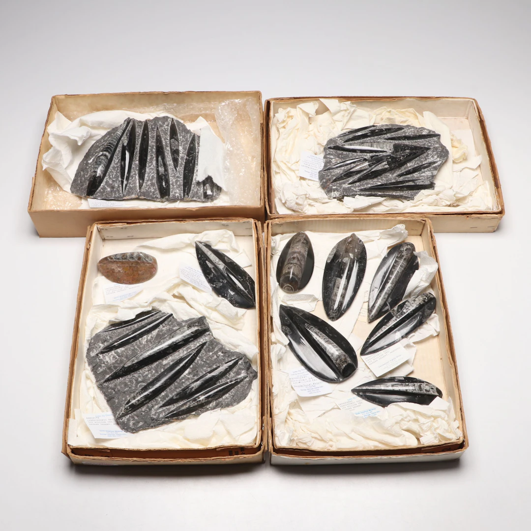 Orthoconic Cephalopod Specimen Carved and Polished Slabs