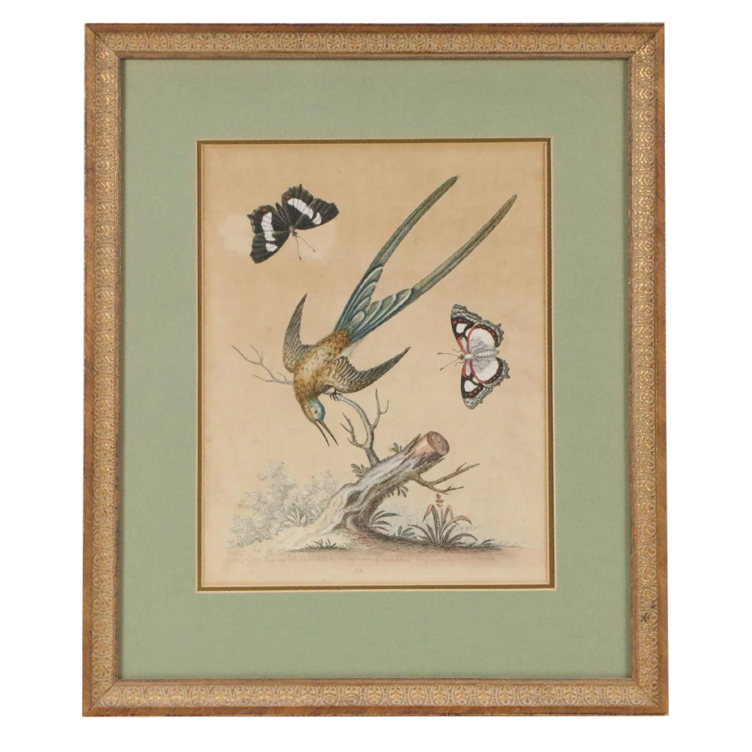 After George Edwards Hand-Colored Etching "The Long Tailed Huming Bird"
