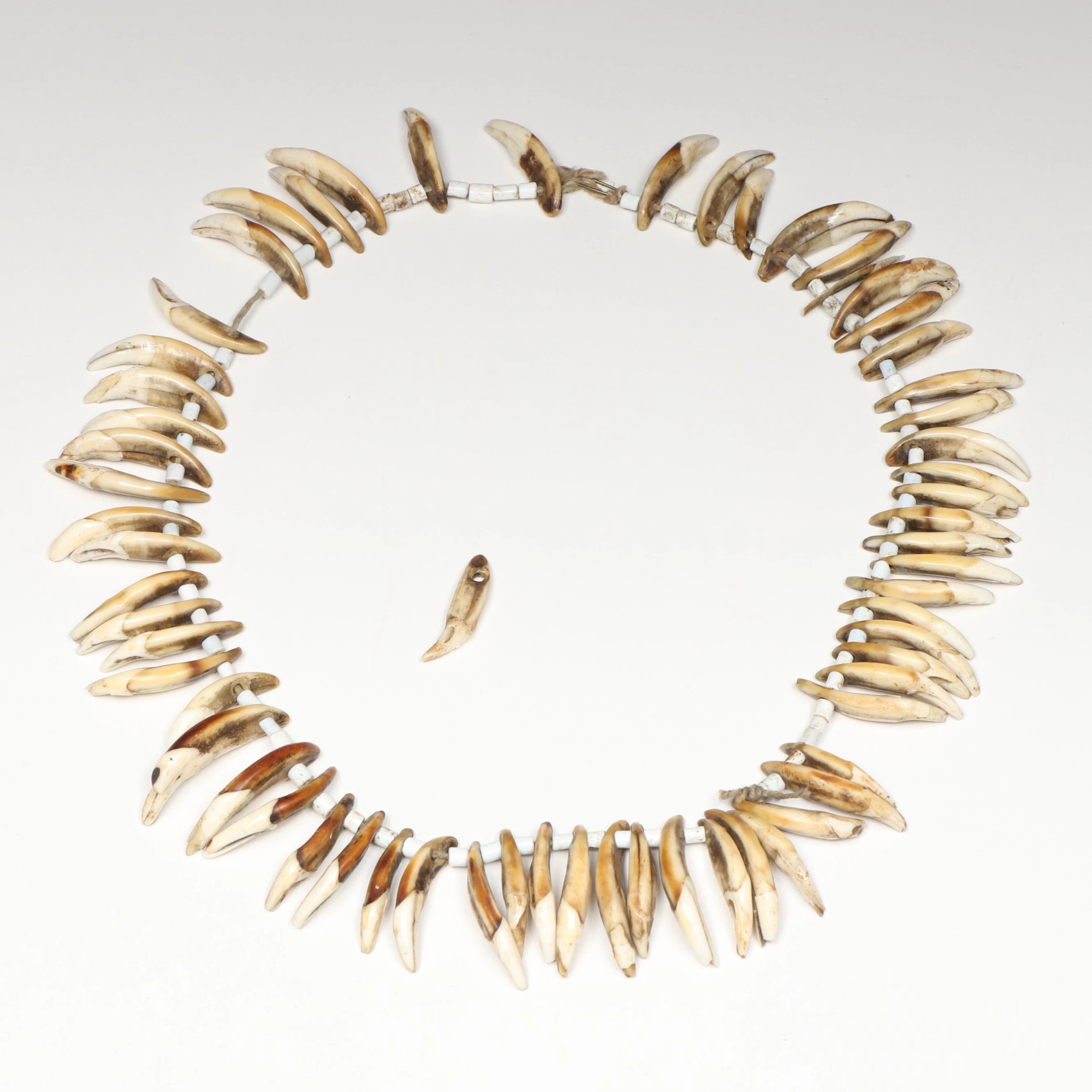 Papua New Guinea Fossilized Dog Teeth Necklace, 20th Century