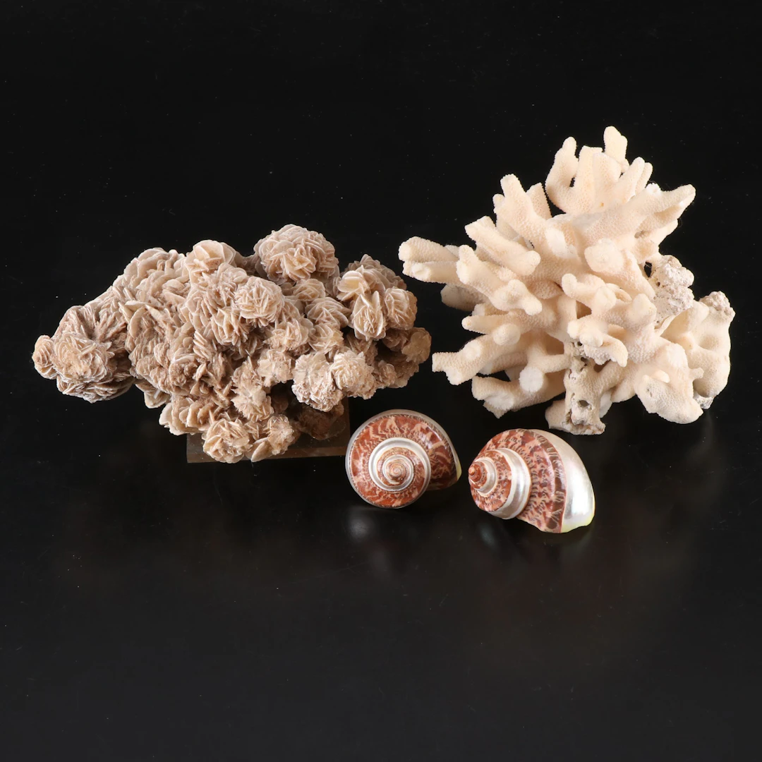 Fossilized Stony Coral Specimen, Desert Rose Cluster, and Turban Snail Shells