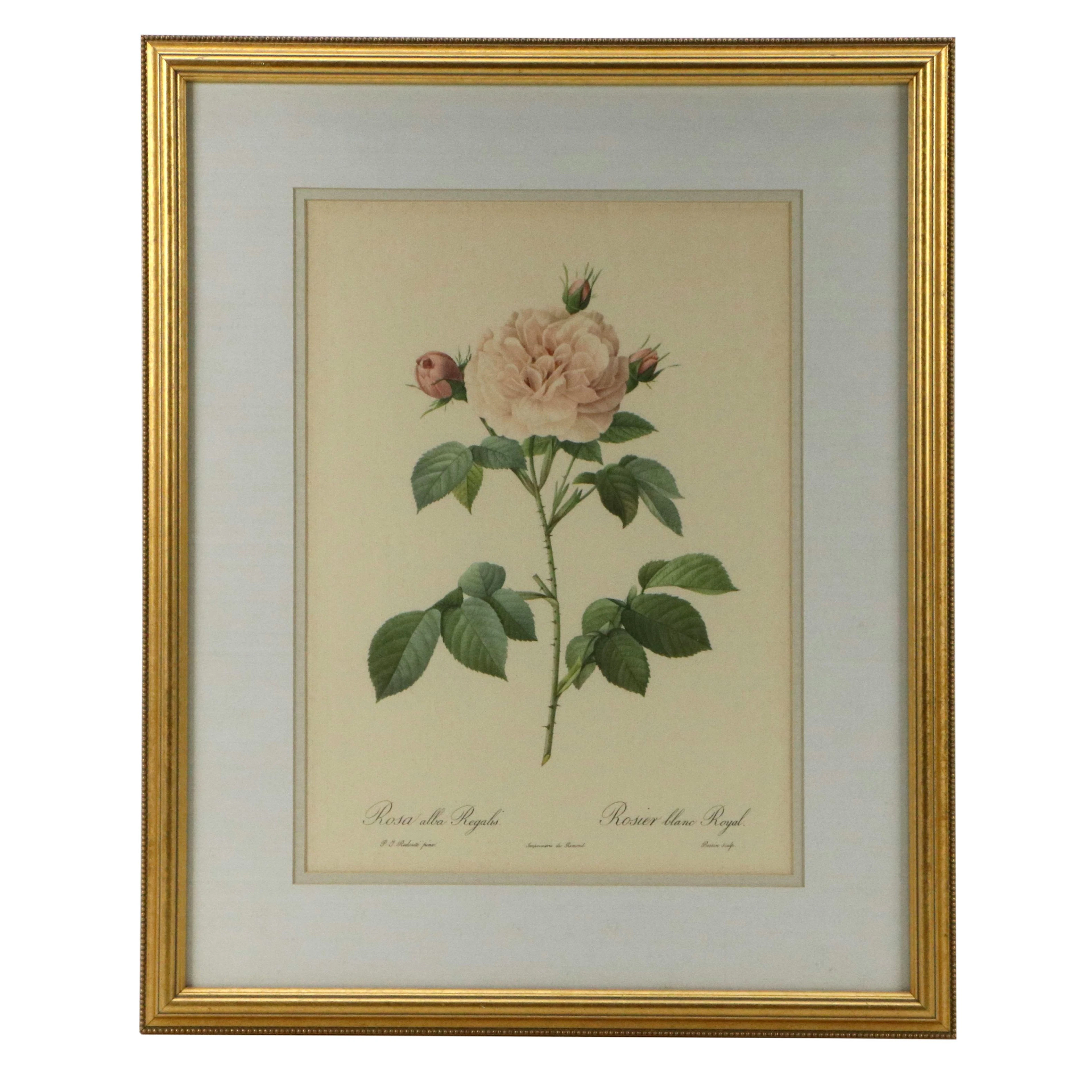 After Pierre-Joseph Redouté Botanical Offset Lithograph "Rosa alba Regalis"